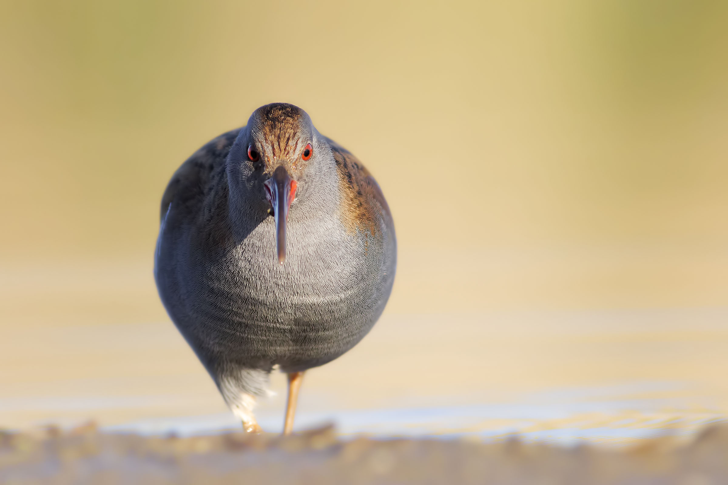 Water Rail