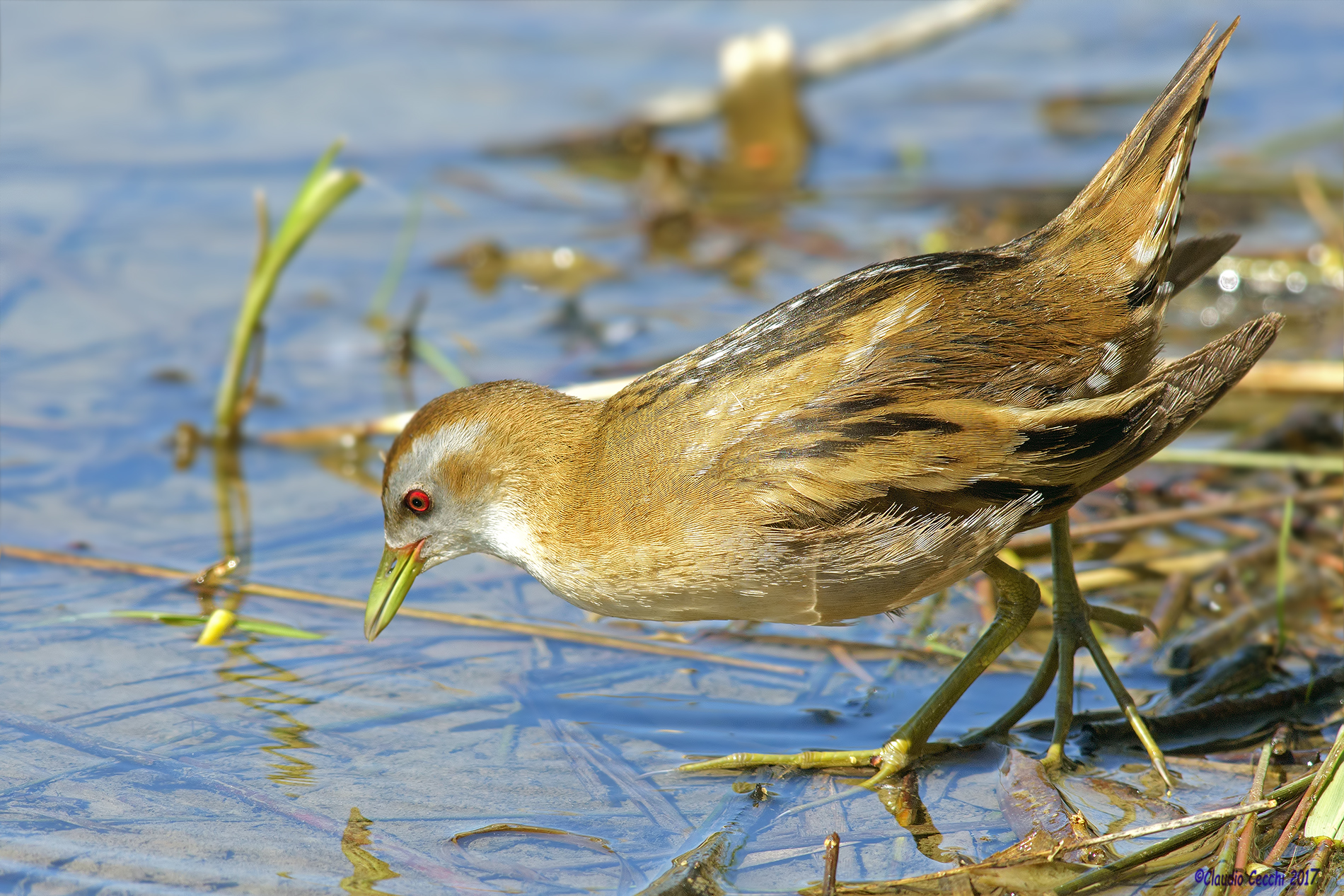 Crake hunting