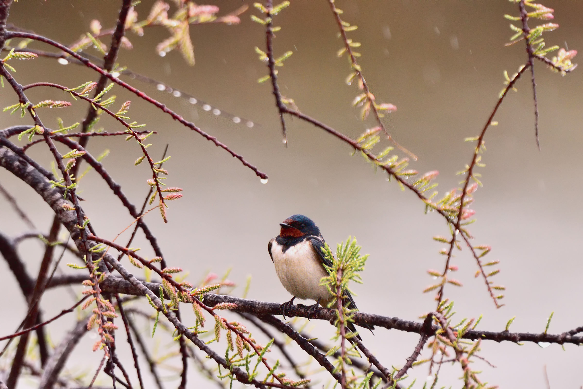 La Rondine e le gocce