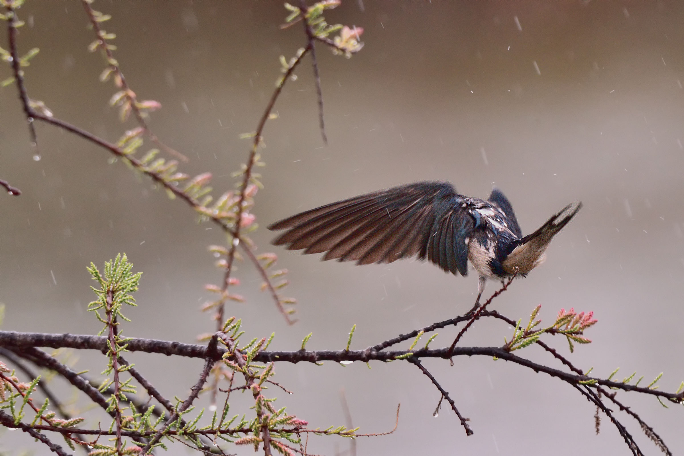 Rondine troppo bagnata