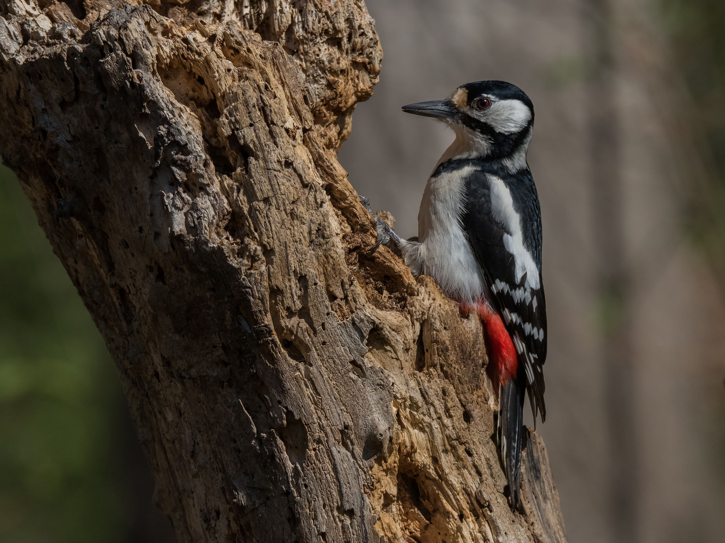 Spotted Woodpecker (F)