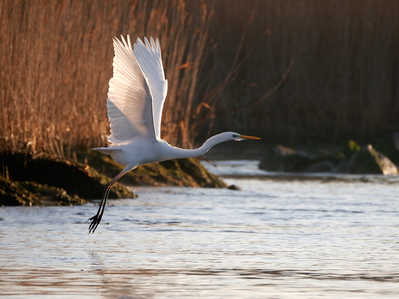 White Heron Maggiore