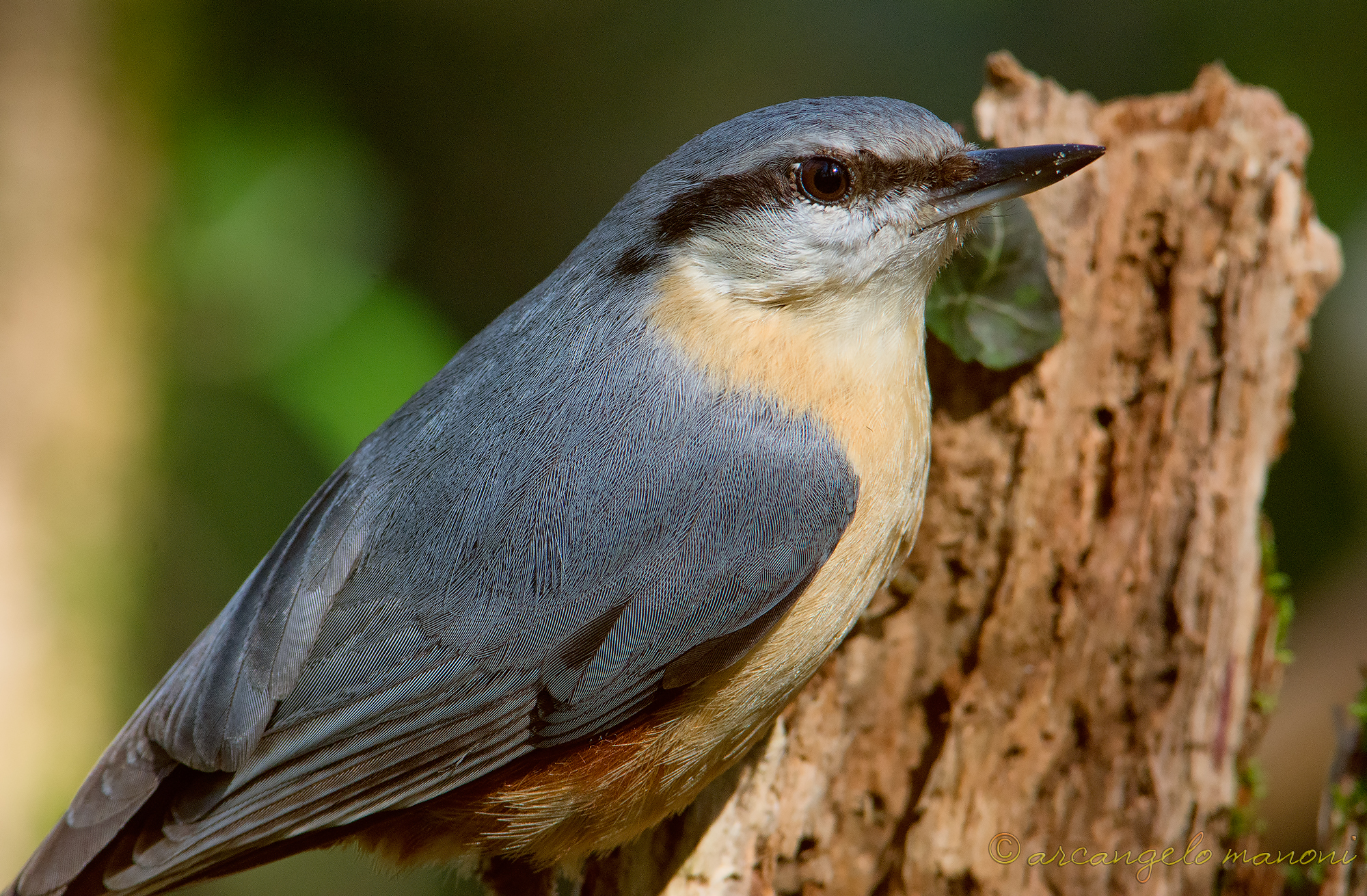 Primo piano al picchio muratore
