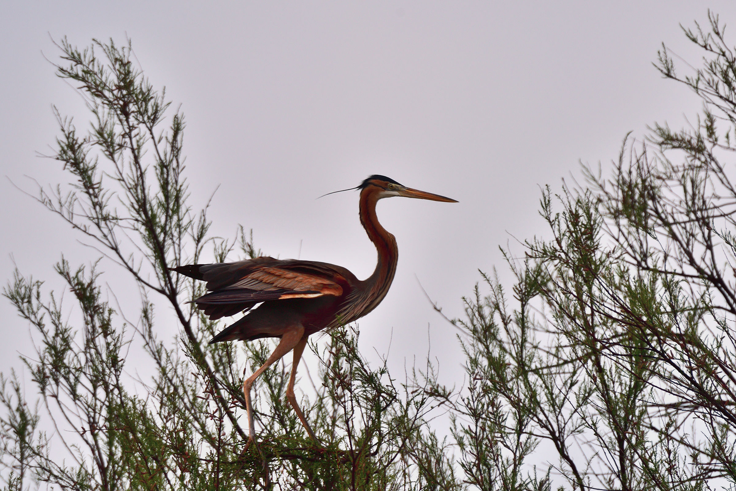 Ardea Purpurea