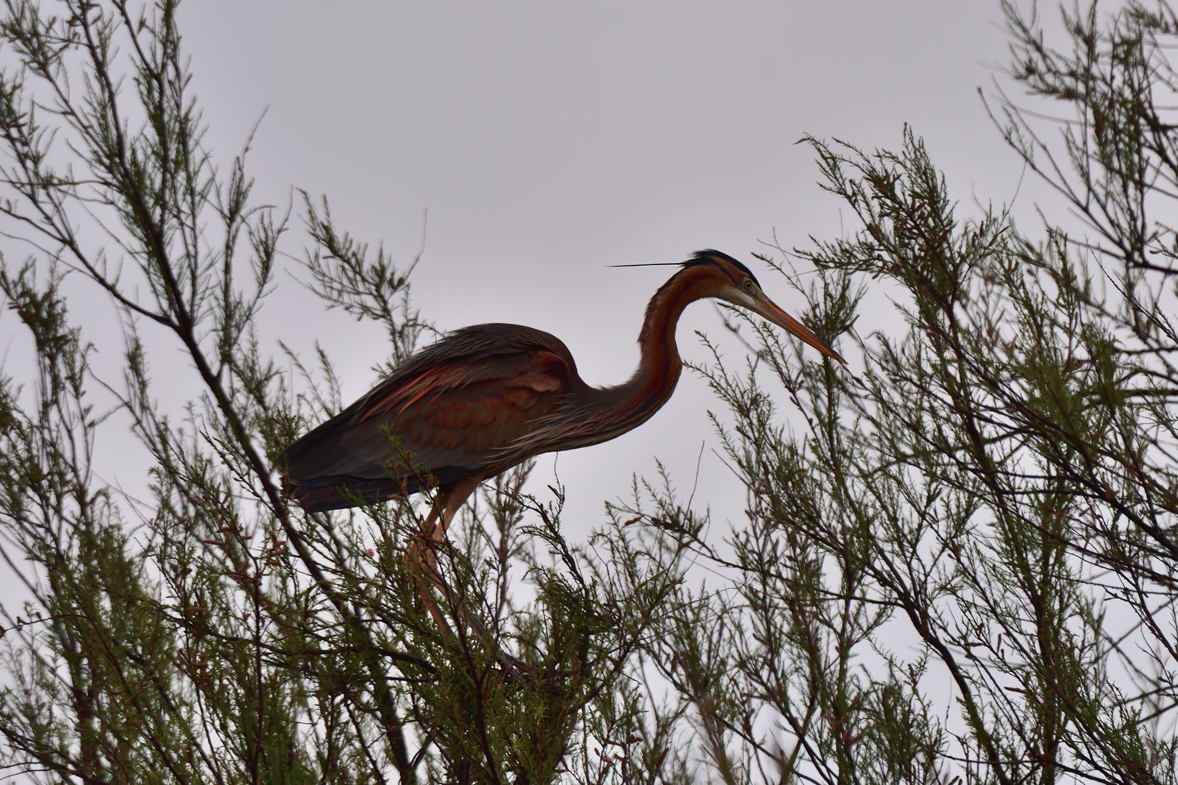 Purple Heron