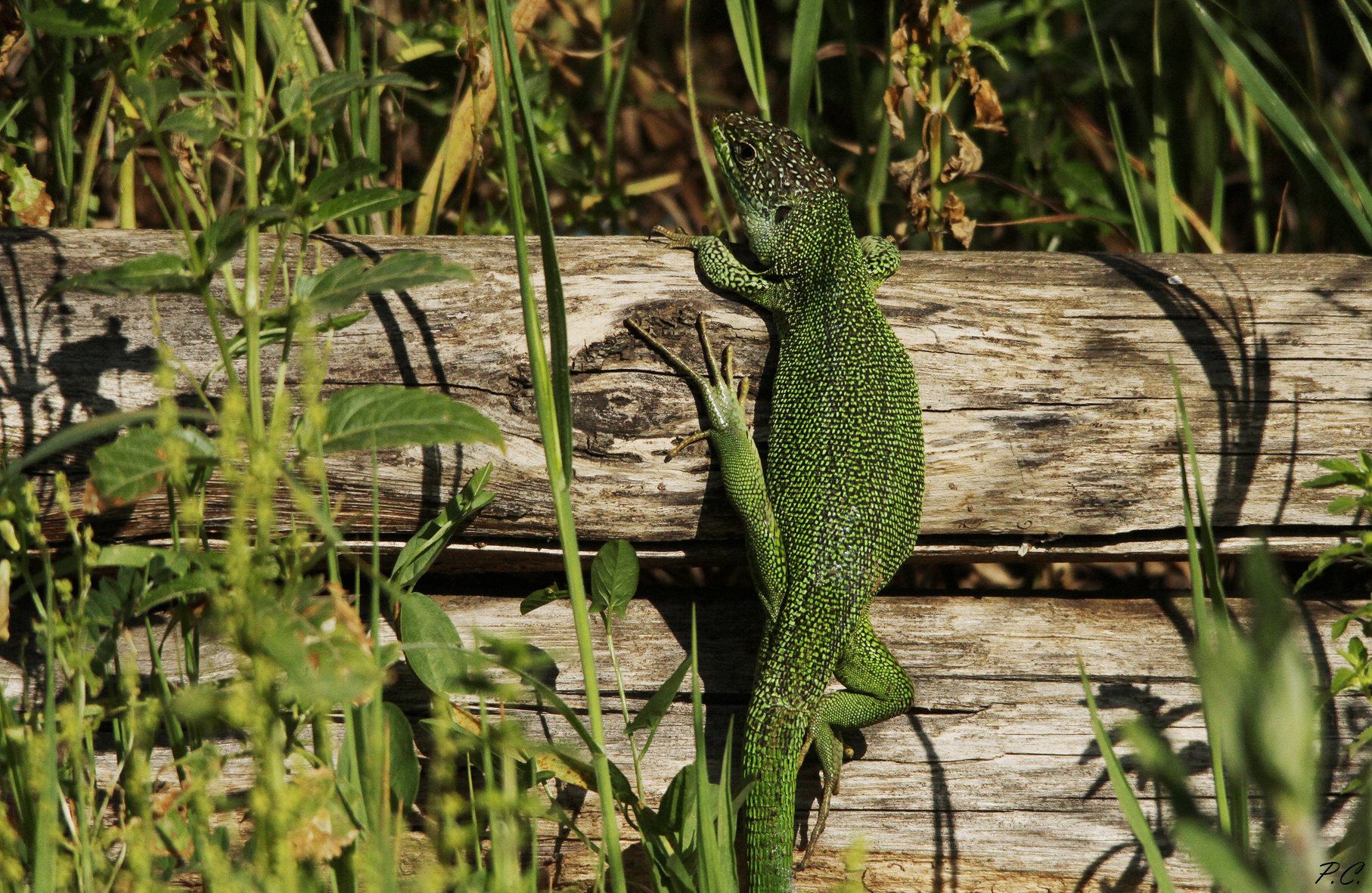 to scale it takes cold blood