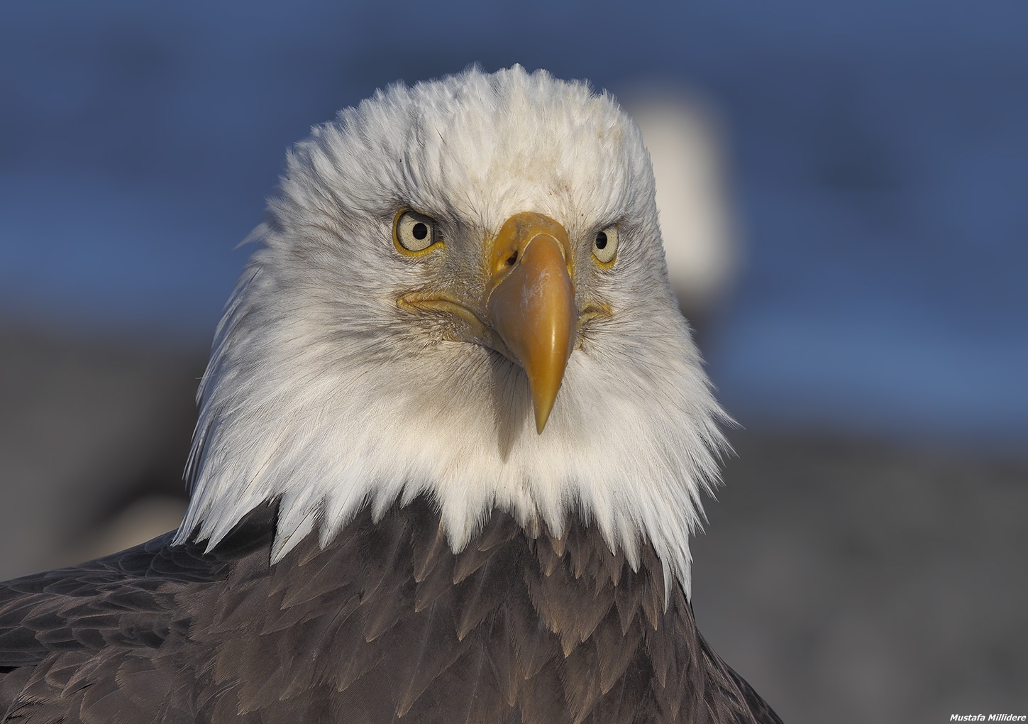 First Lights of the Morning ...