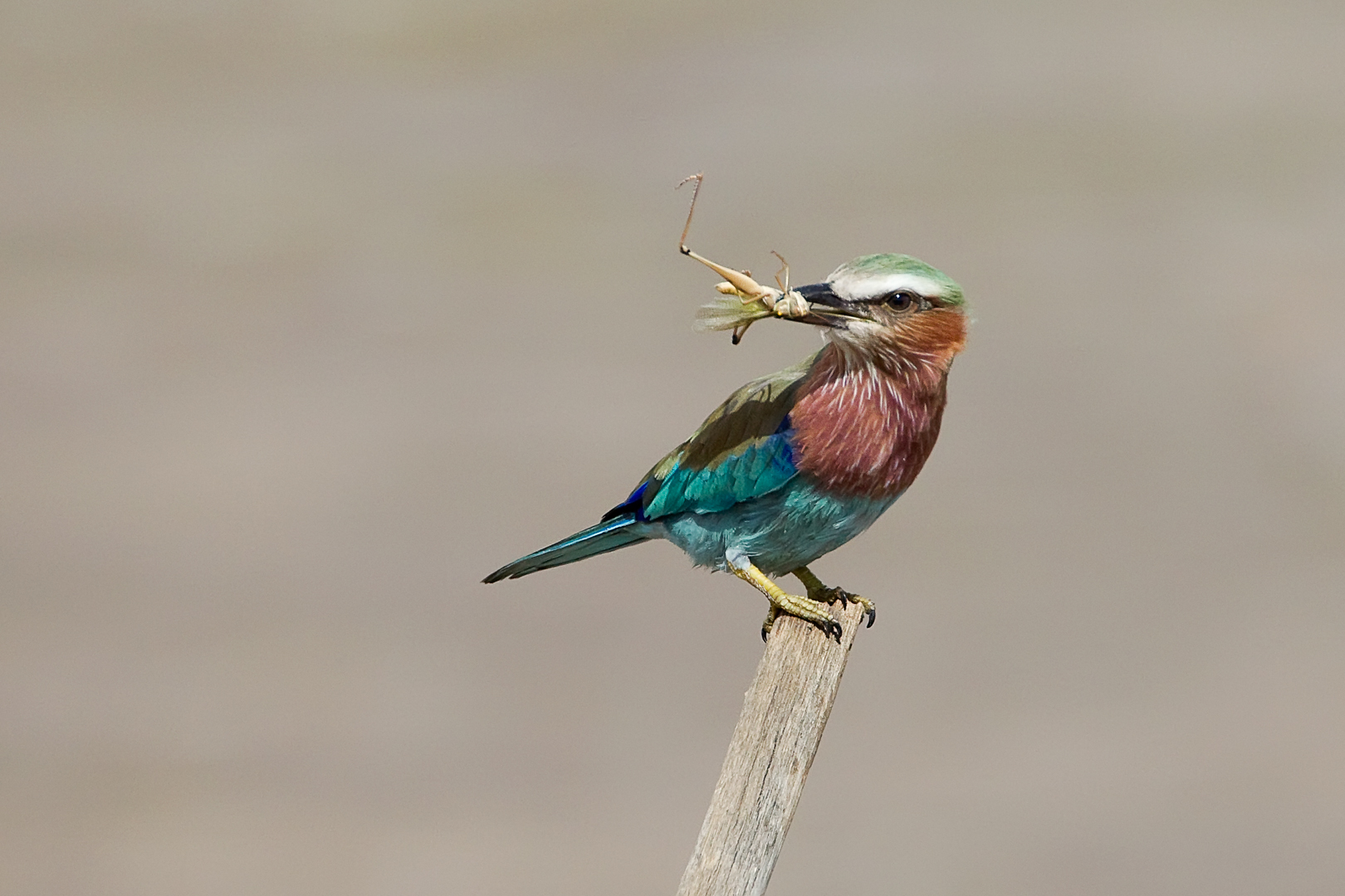Starling Con Prima Colazione