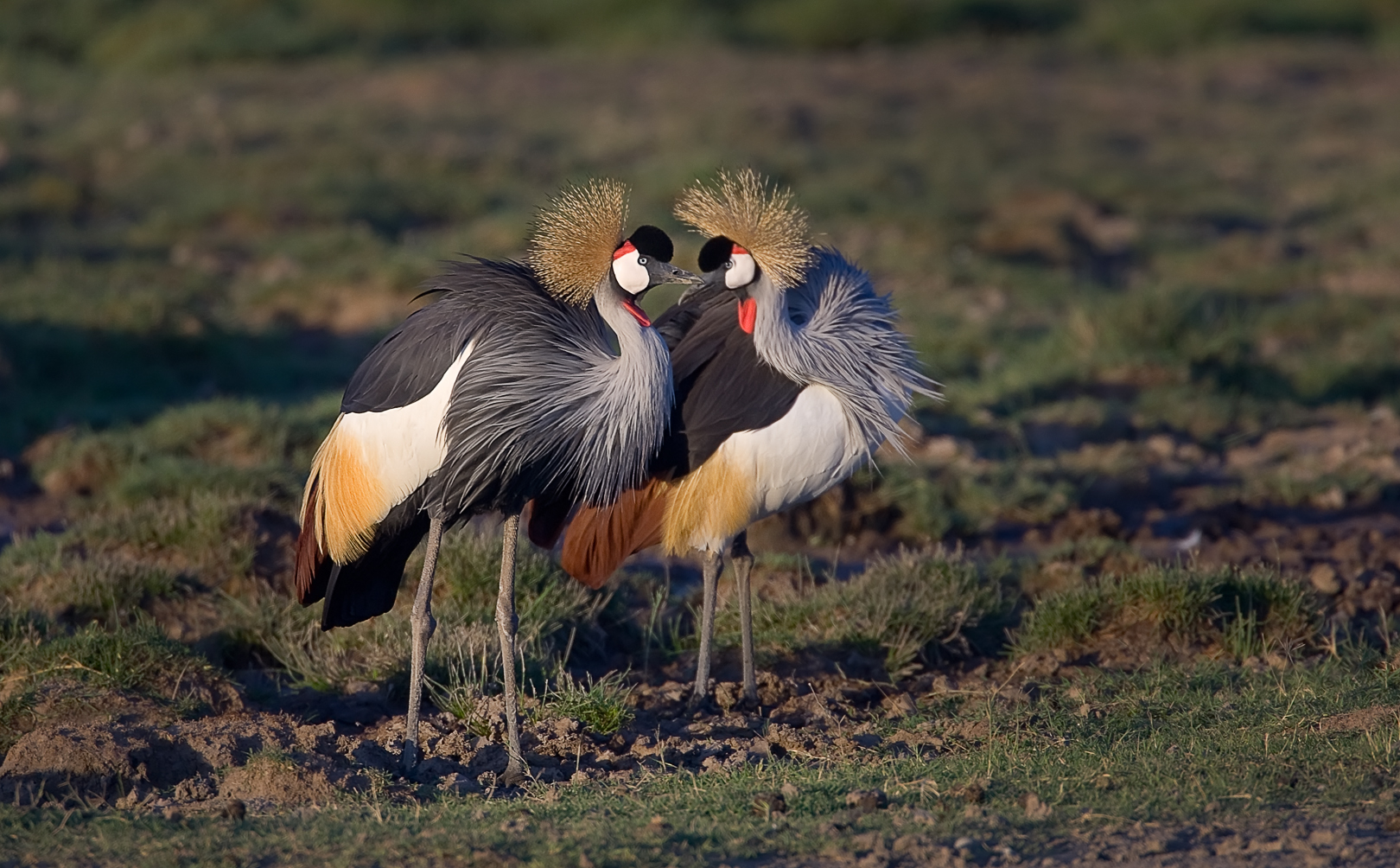 Gru coronata Kissing