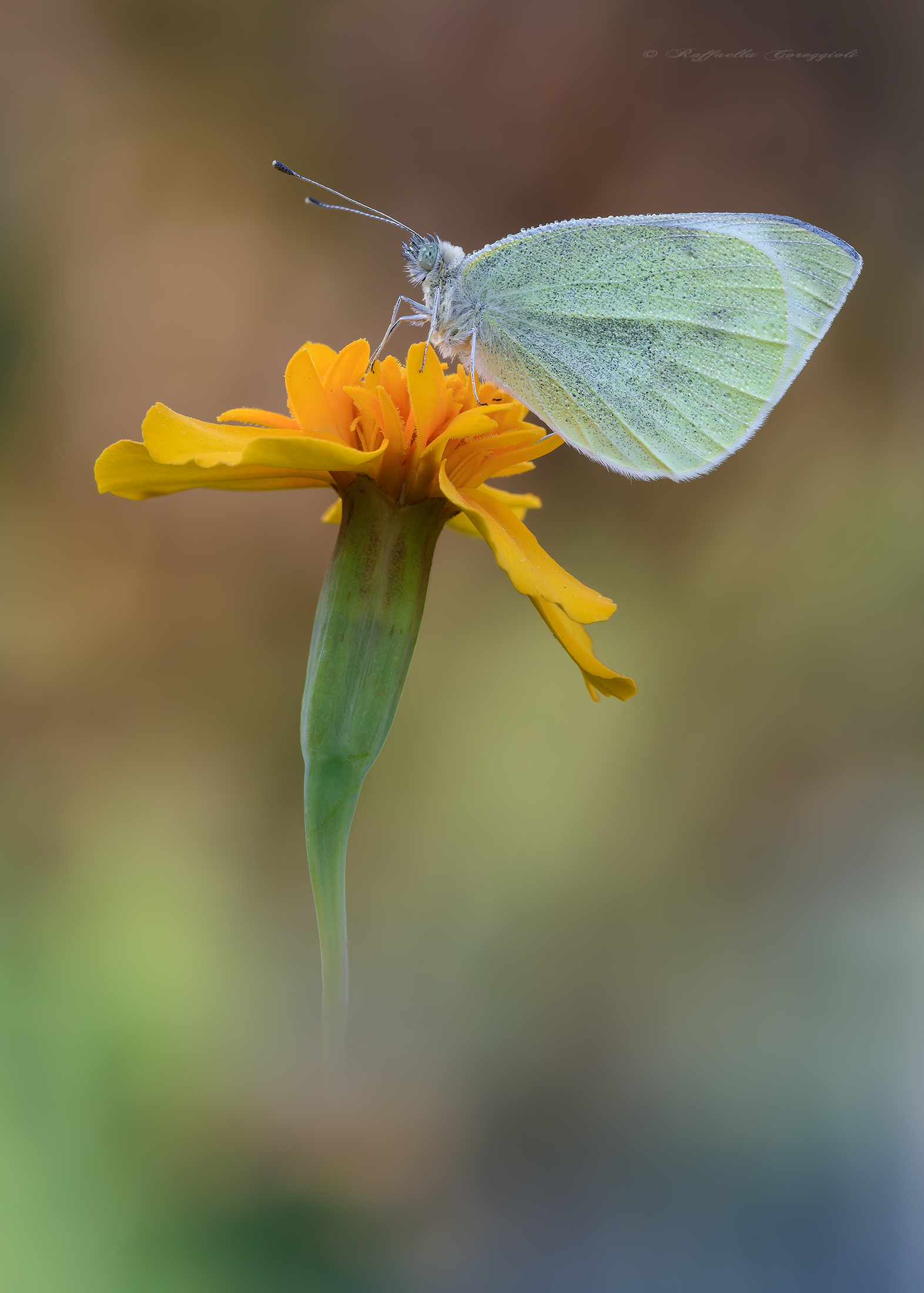 Un Tagete per la Pieris