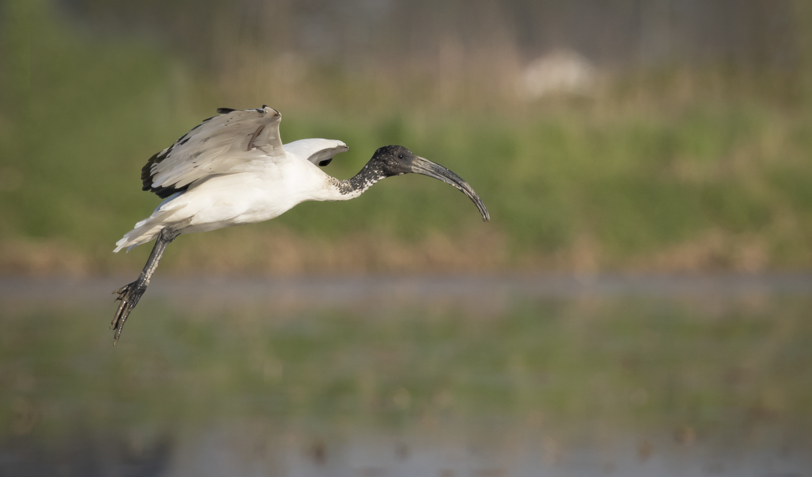 Sacred Ibis