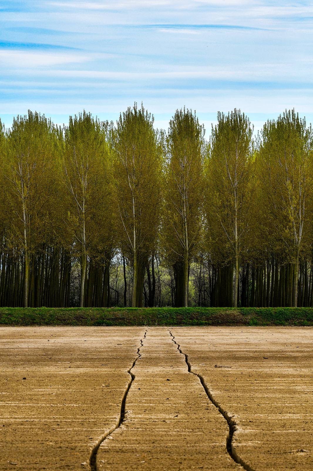 Linee verticali e linee orizzontali