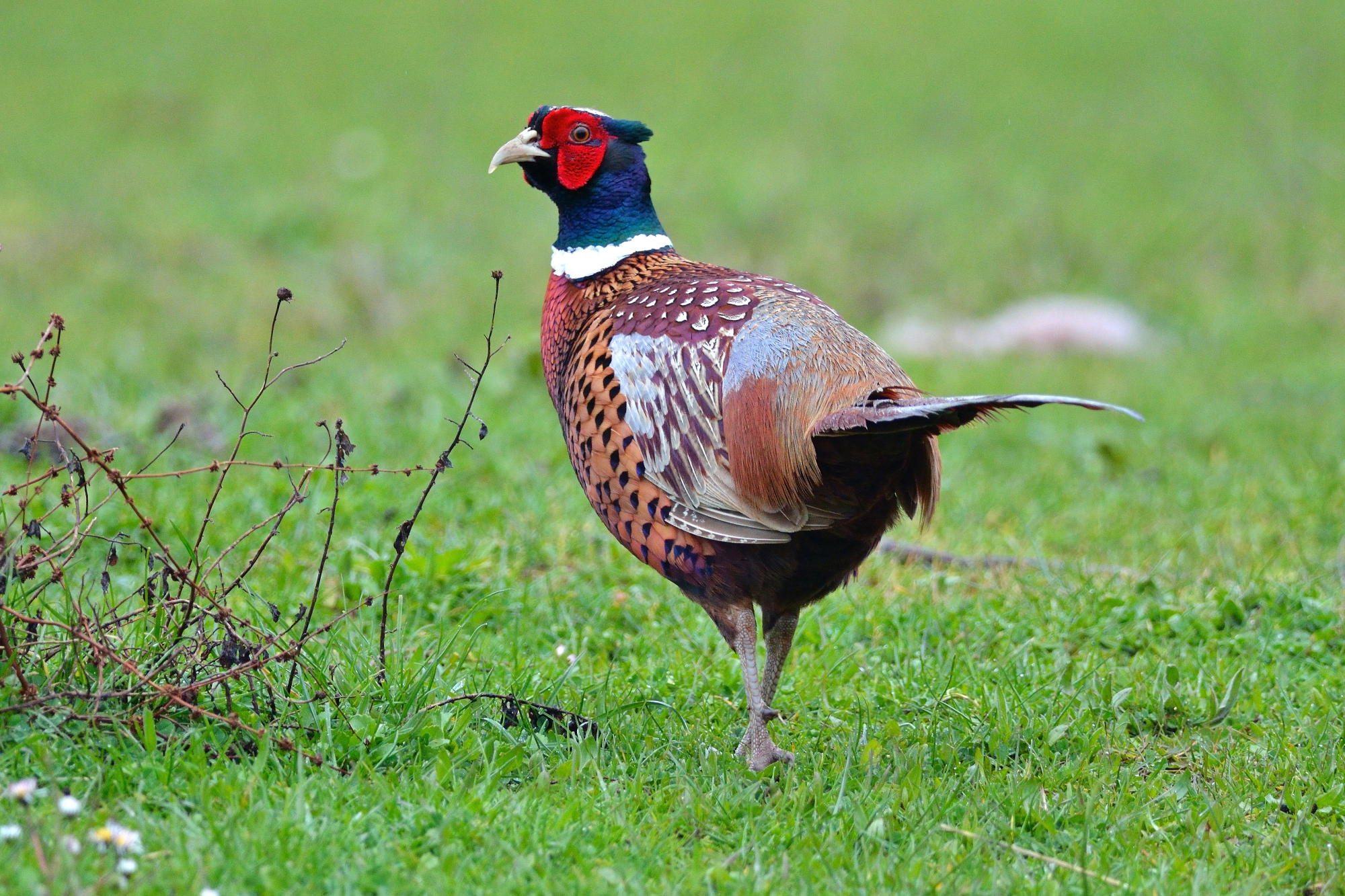 Pheasant (Phasianus colchicus)