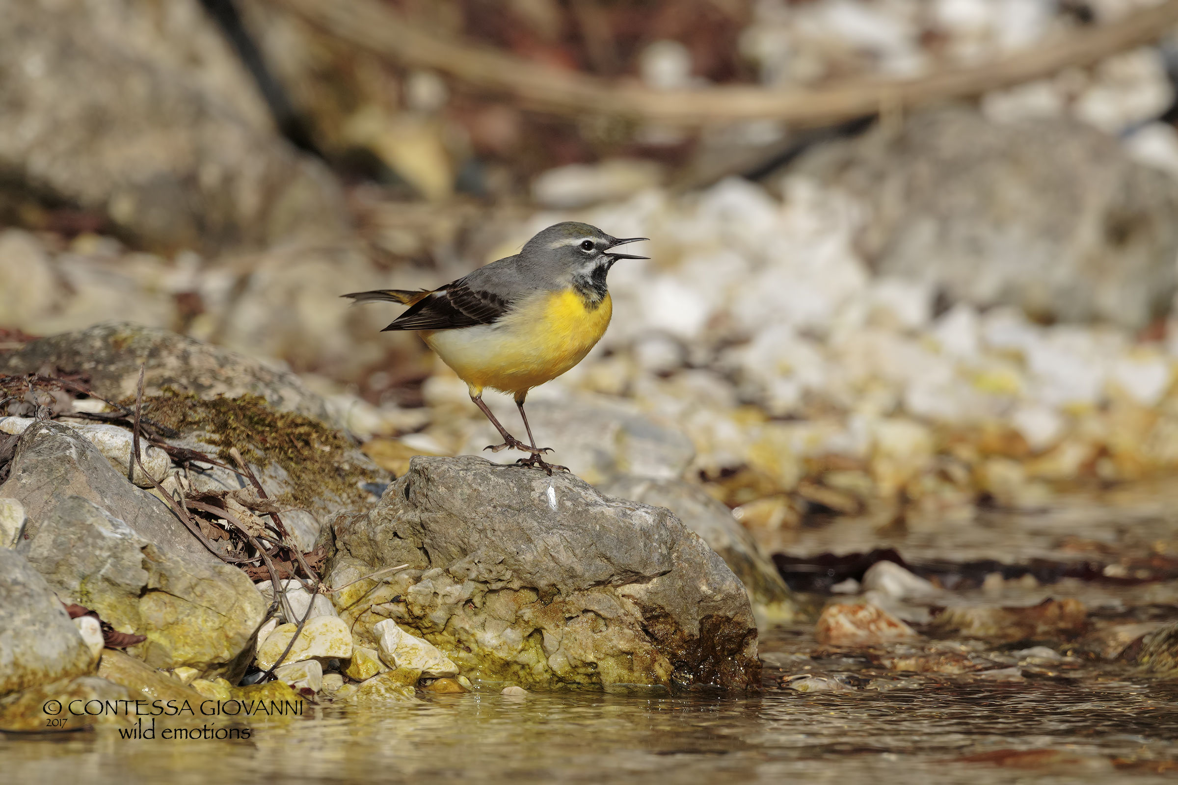 yellow wagtail