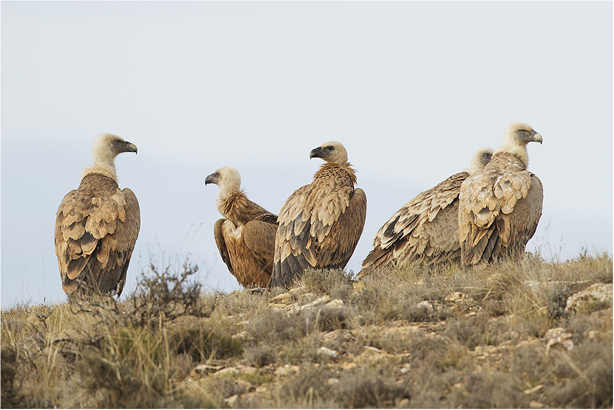 Aragon: buitres