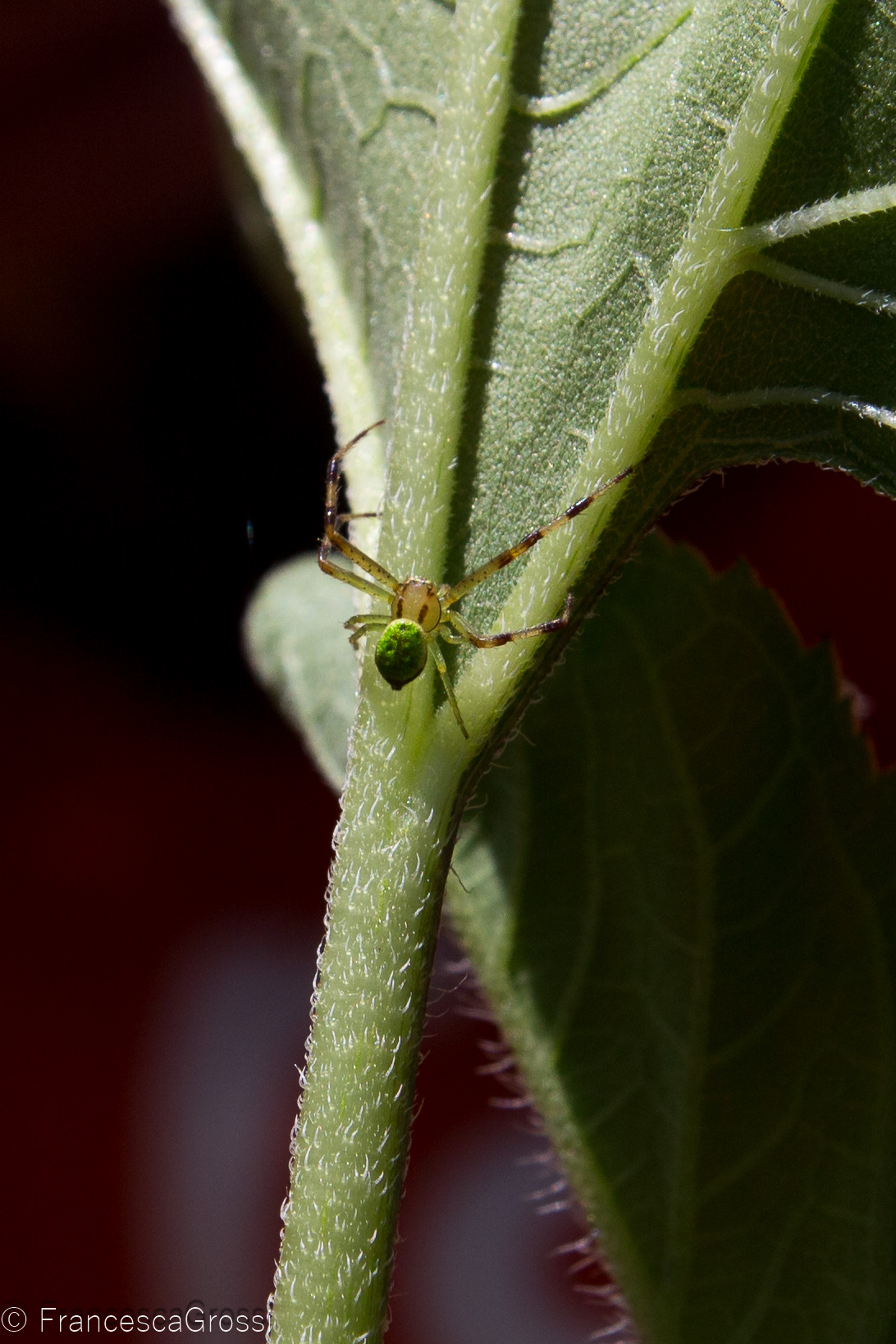 Misumenops tricuspidtus