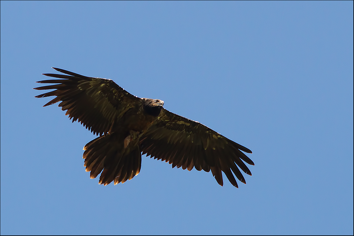 Parque Natural de Ordesa y Monte Perdido: Bearded giovan