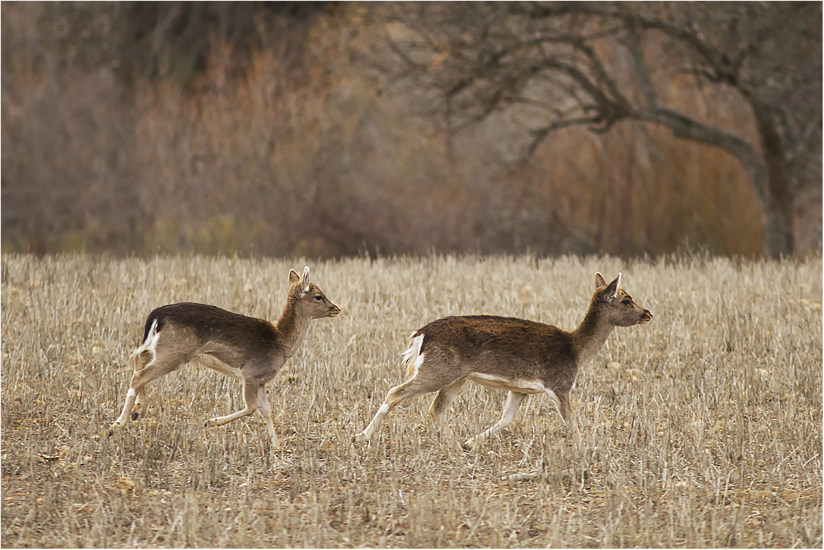 fallow deer