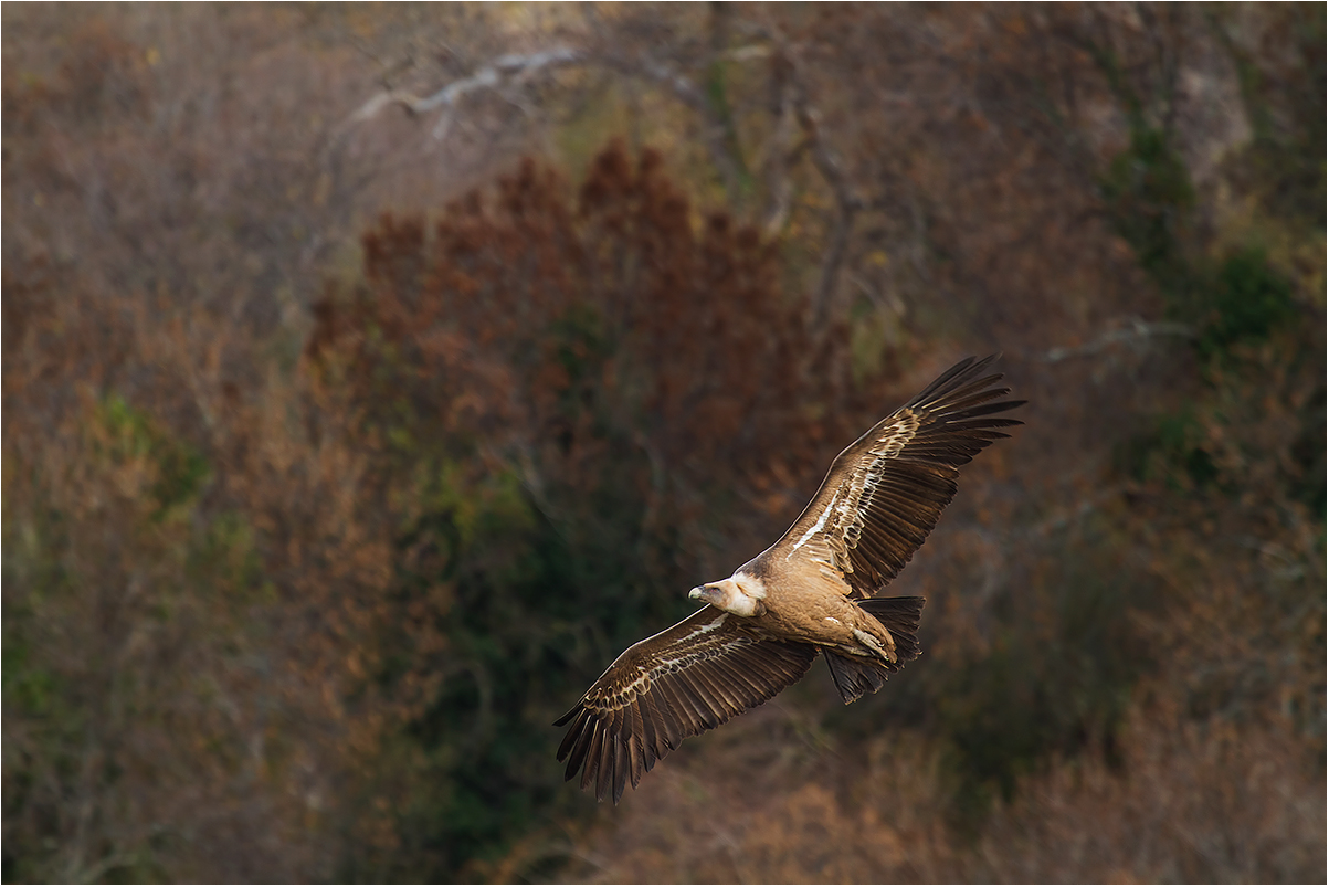 Monasterio de Piedra: Griffin