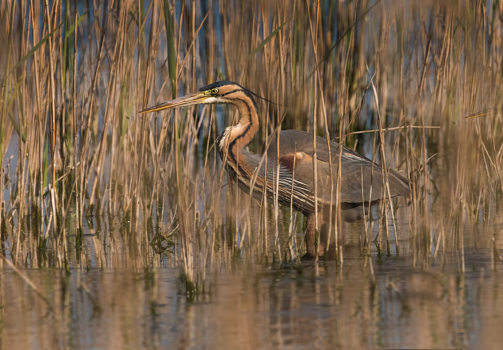 first red herons 2017