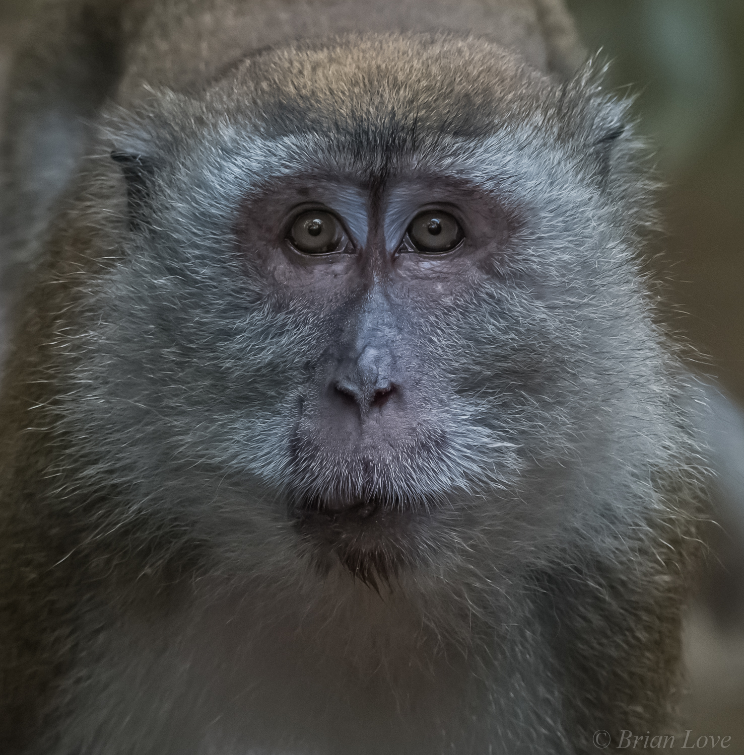 Long Tailed Macaque