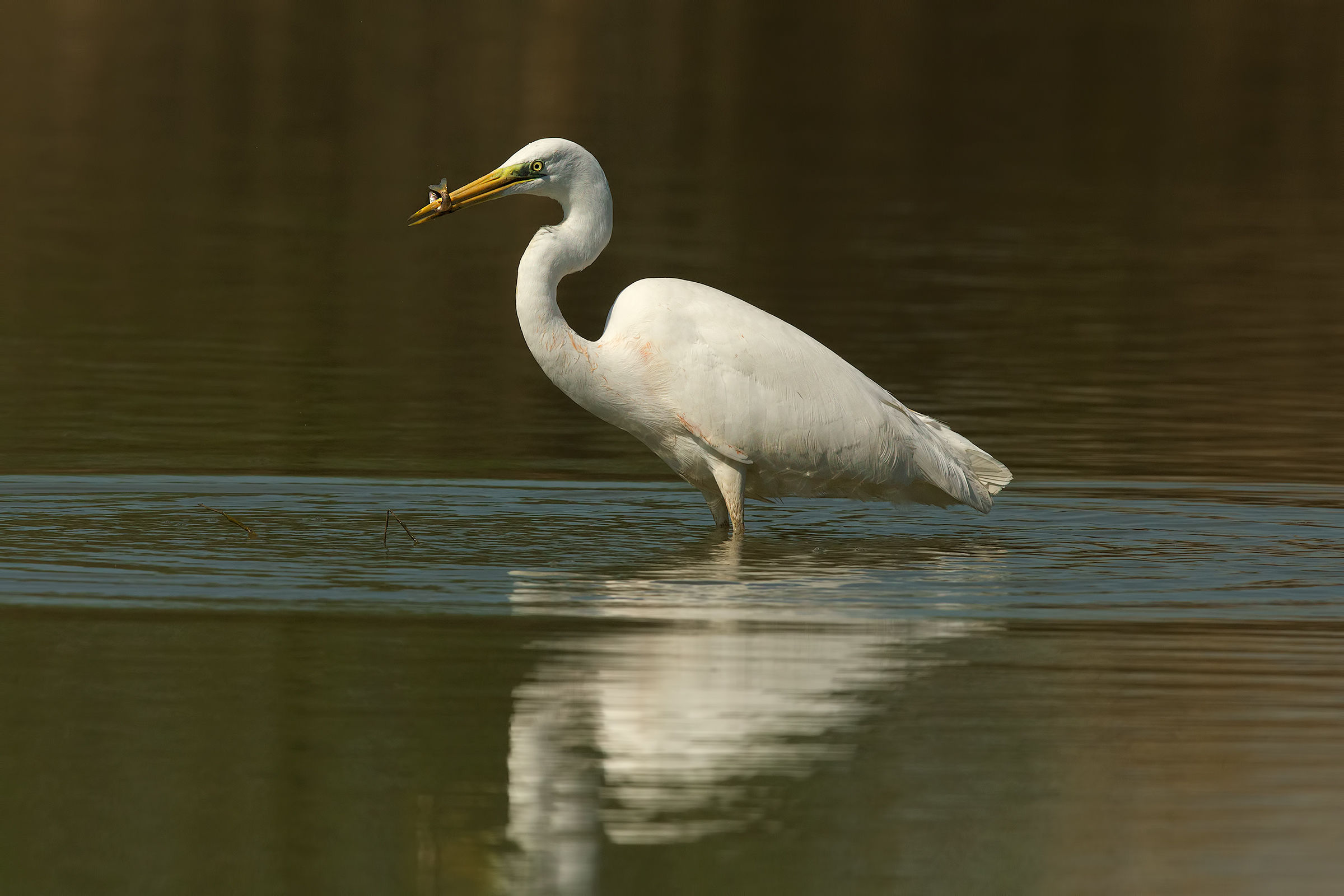 white Egret