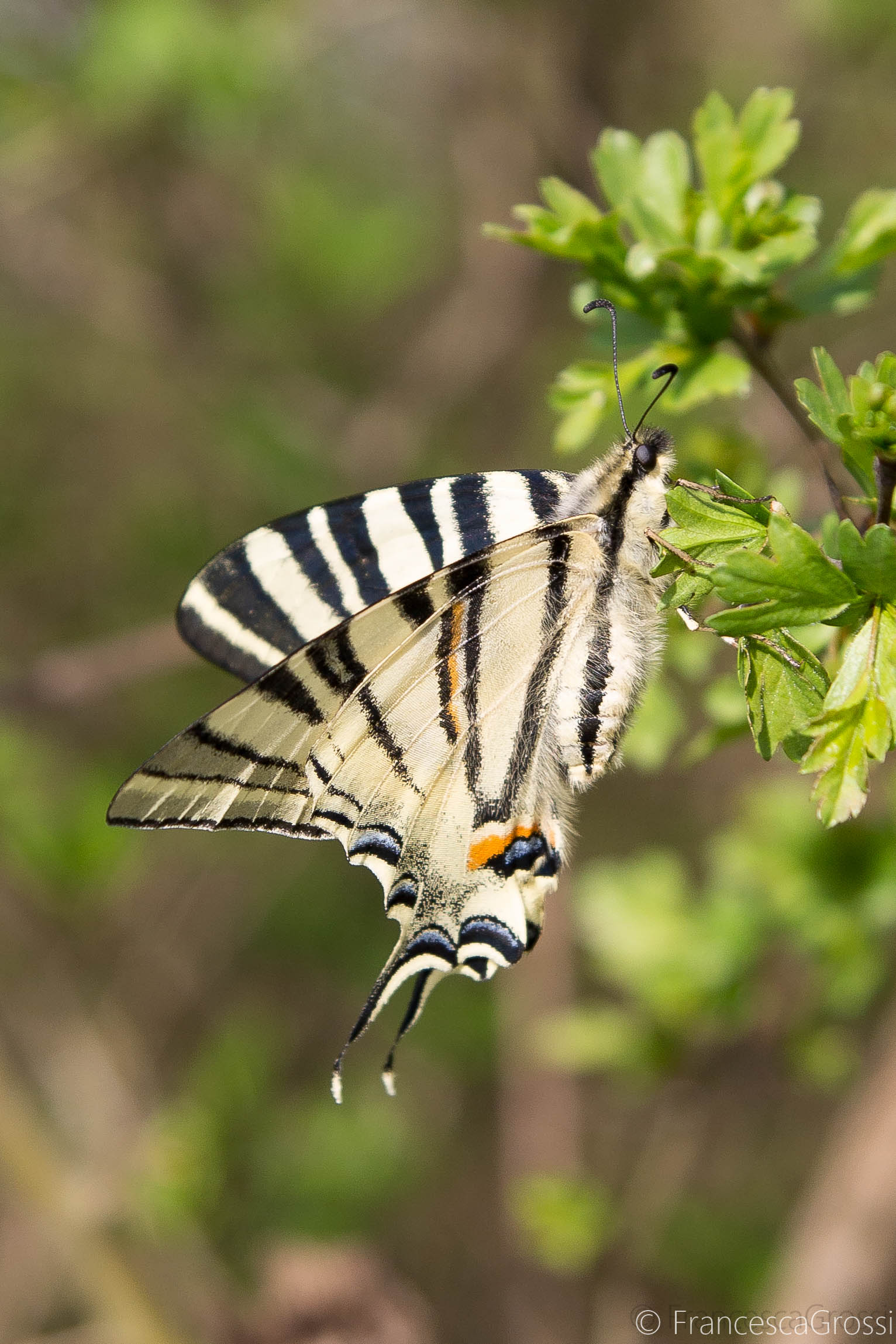 Iphiclides podalirius