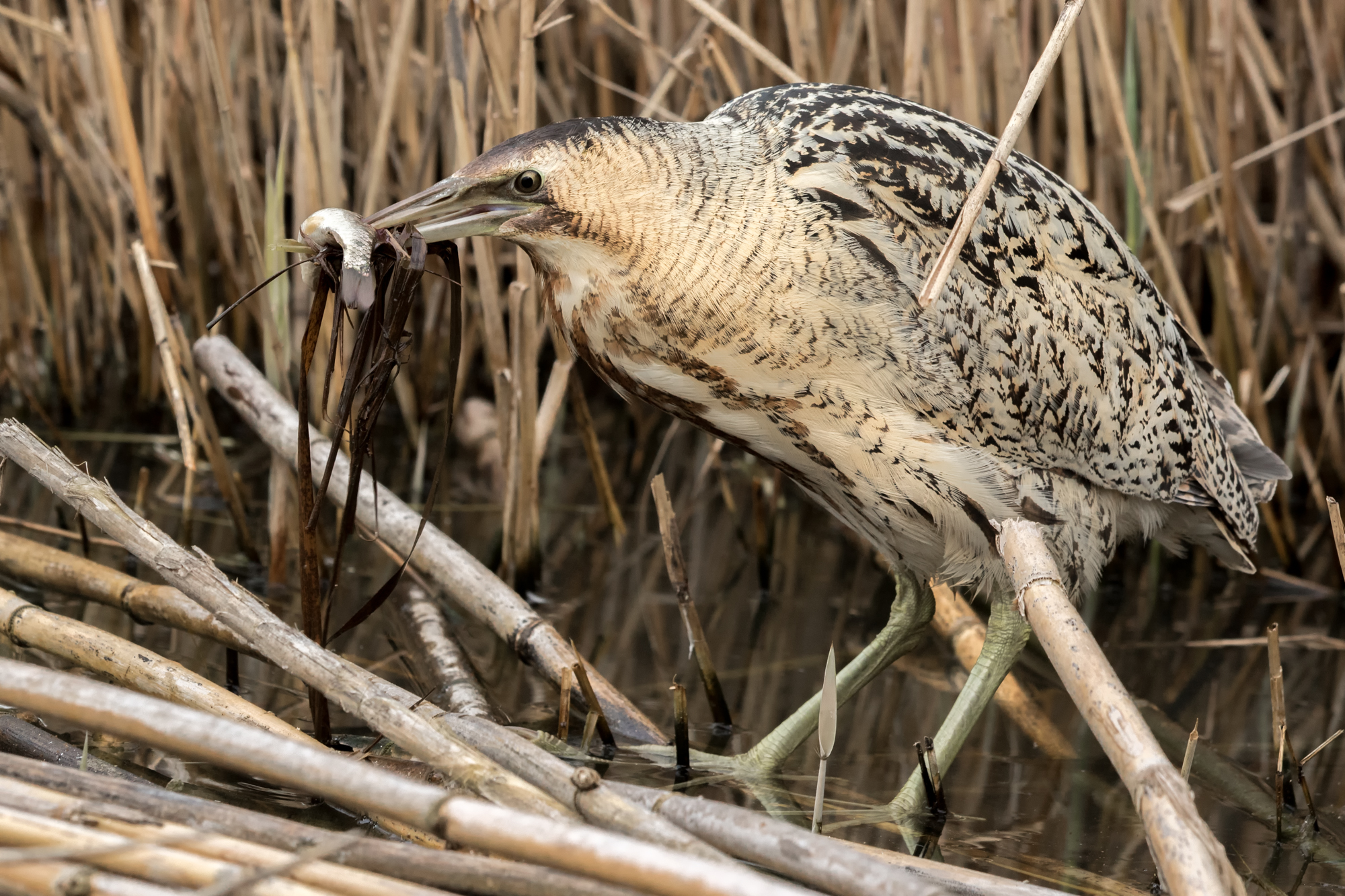 Today fish with vegetables