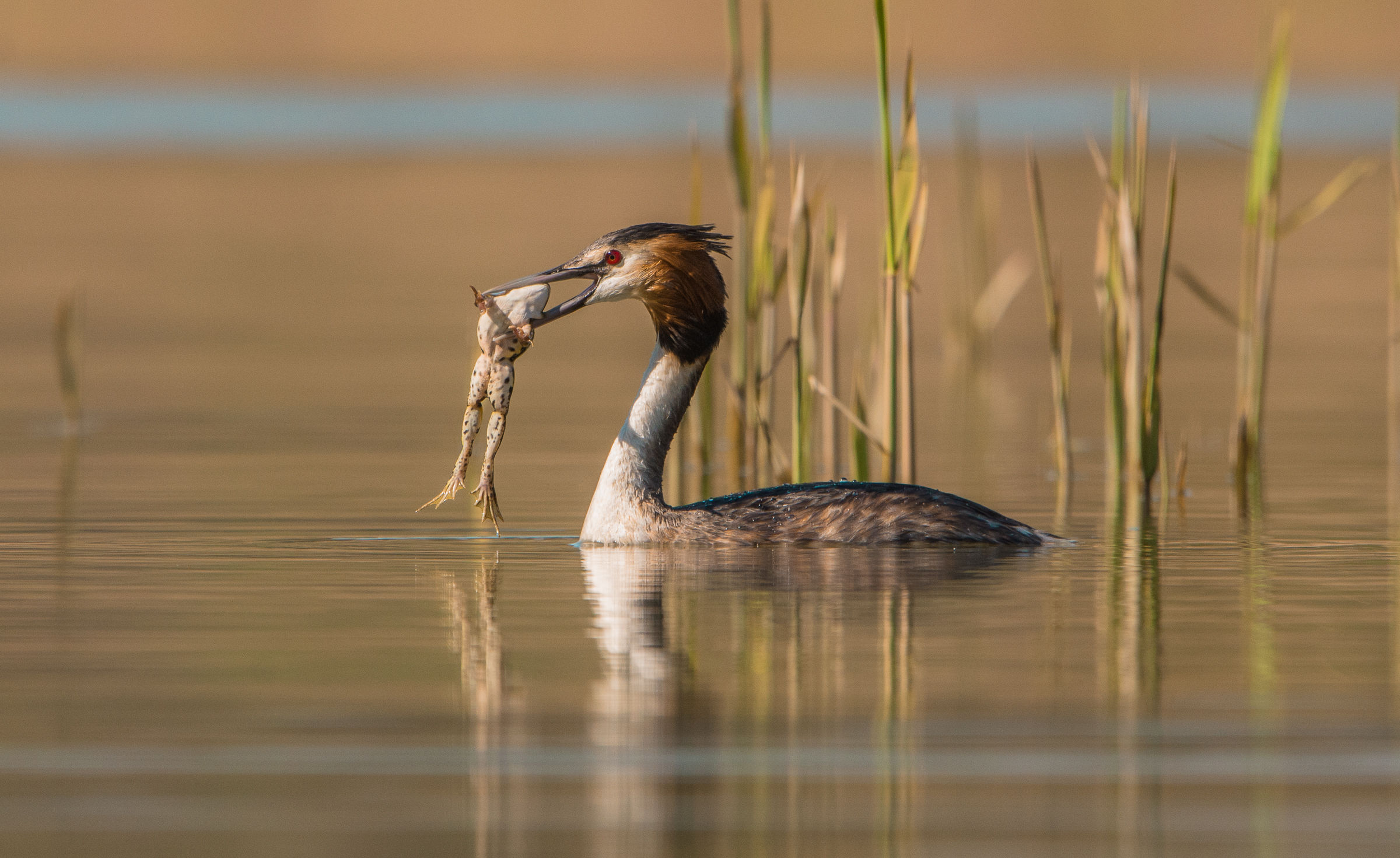 the predator of frogs