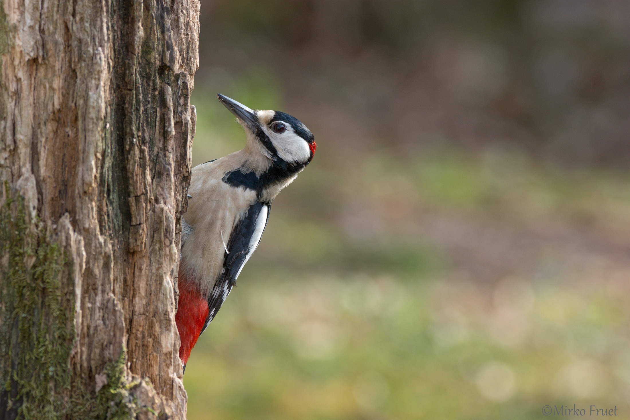 Picchio rosso maggiore maschio