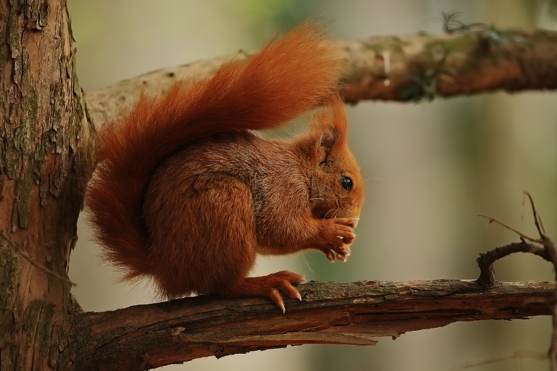 red squirrel