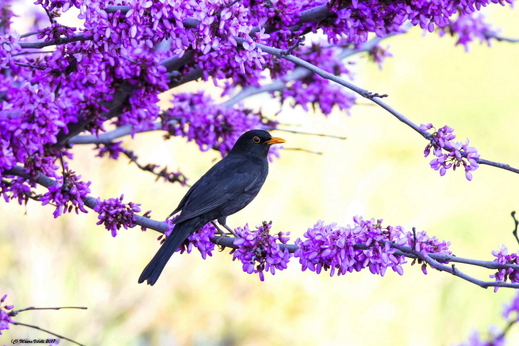 Merlo shaft of Judah