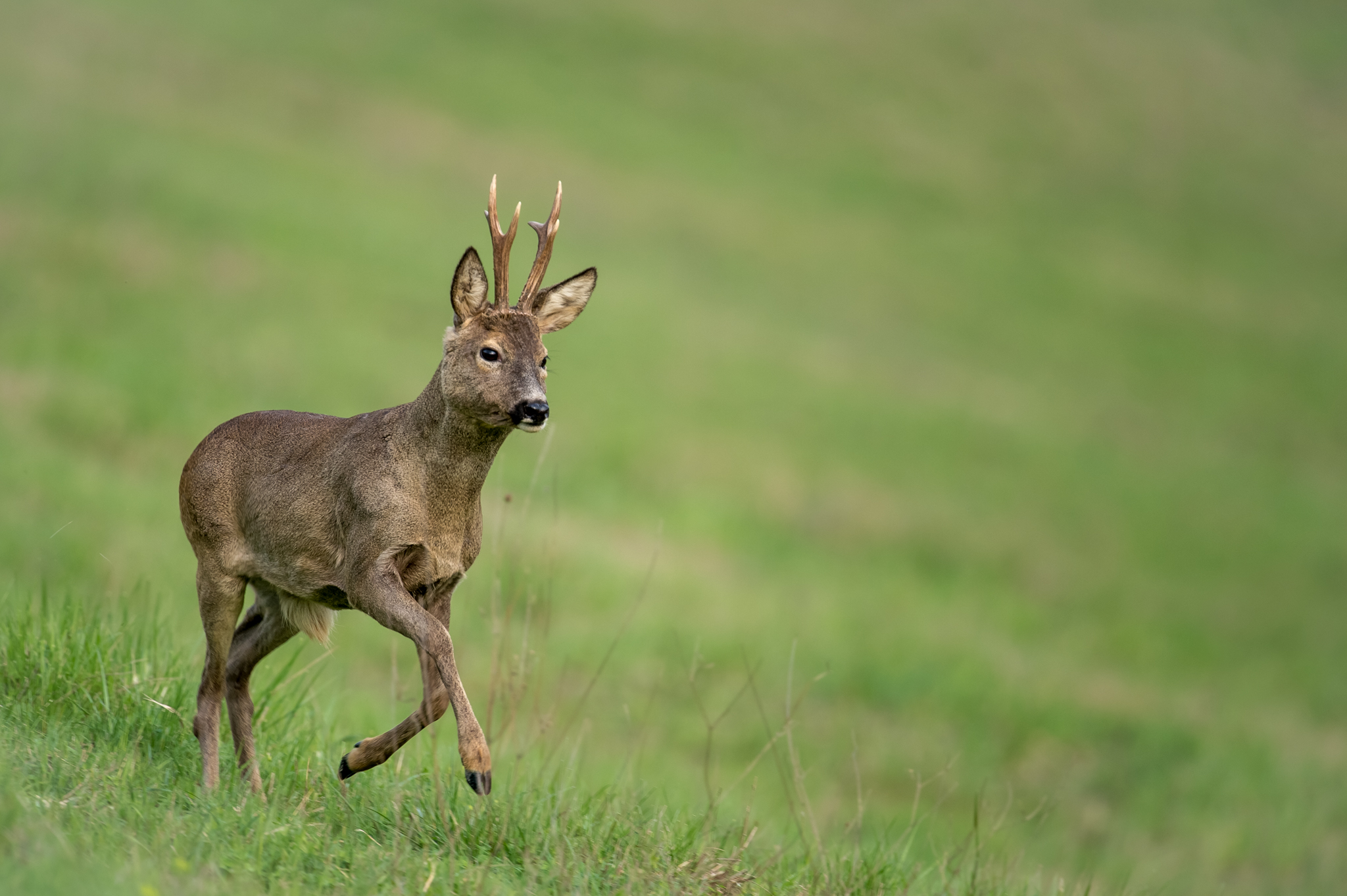 Capriolo Collinare 2