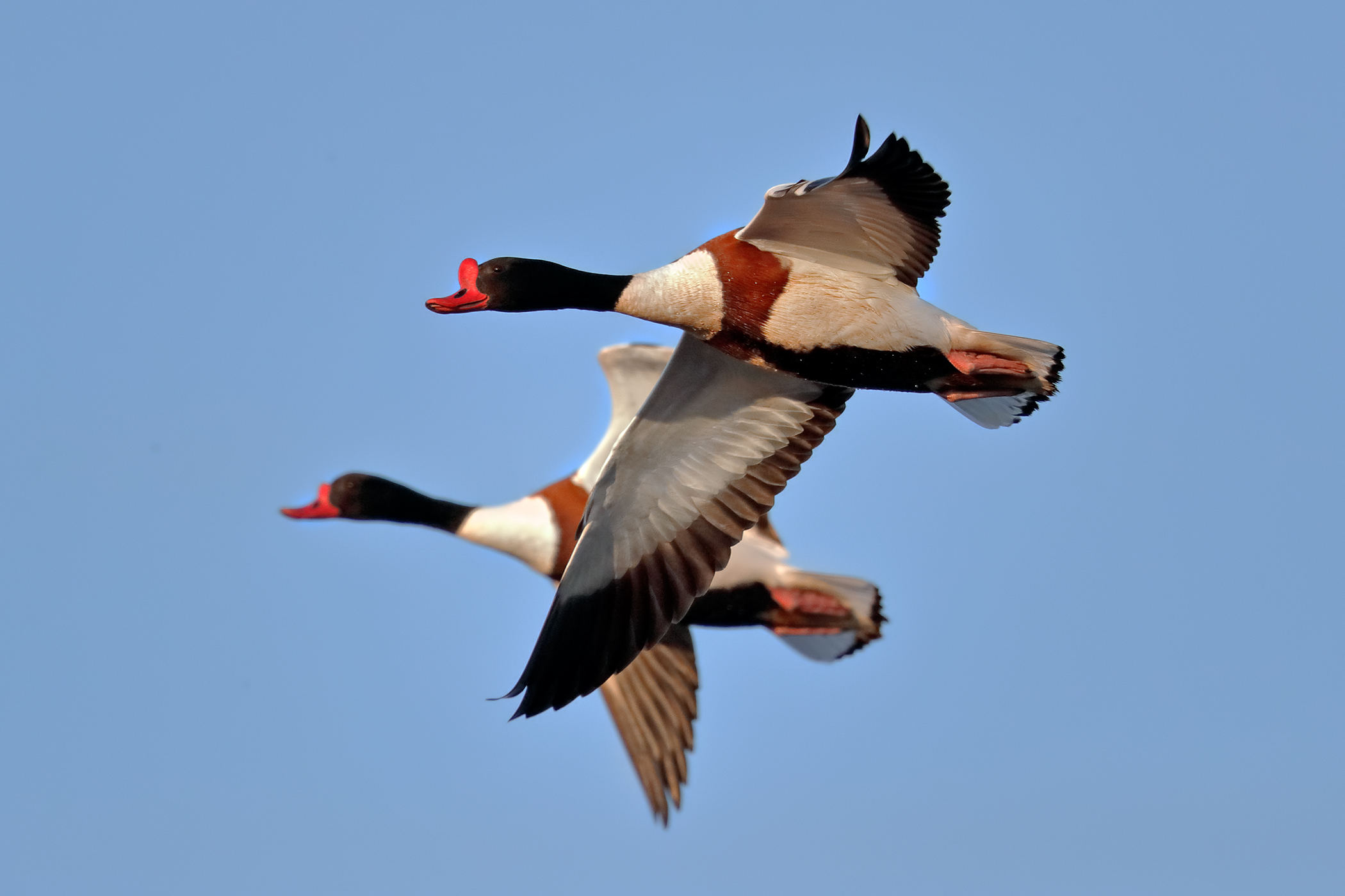 Volpoche al tramonto