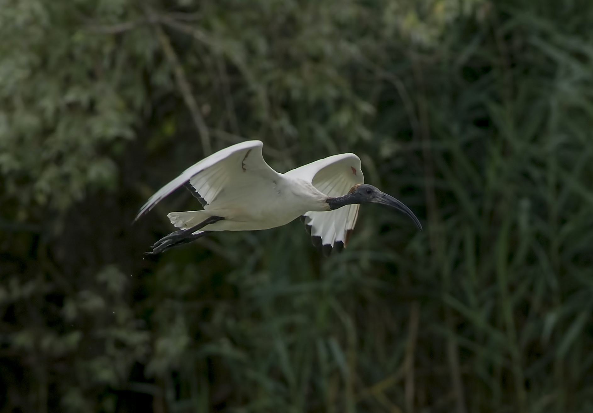 sacred Ibis