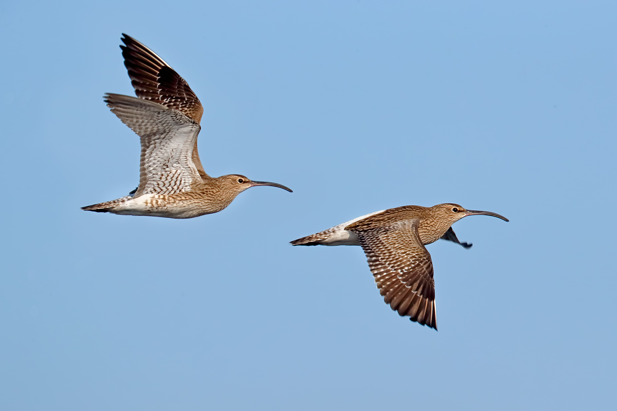 small flying Curlews