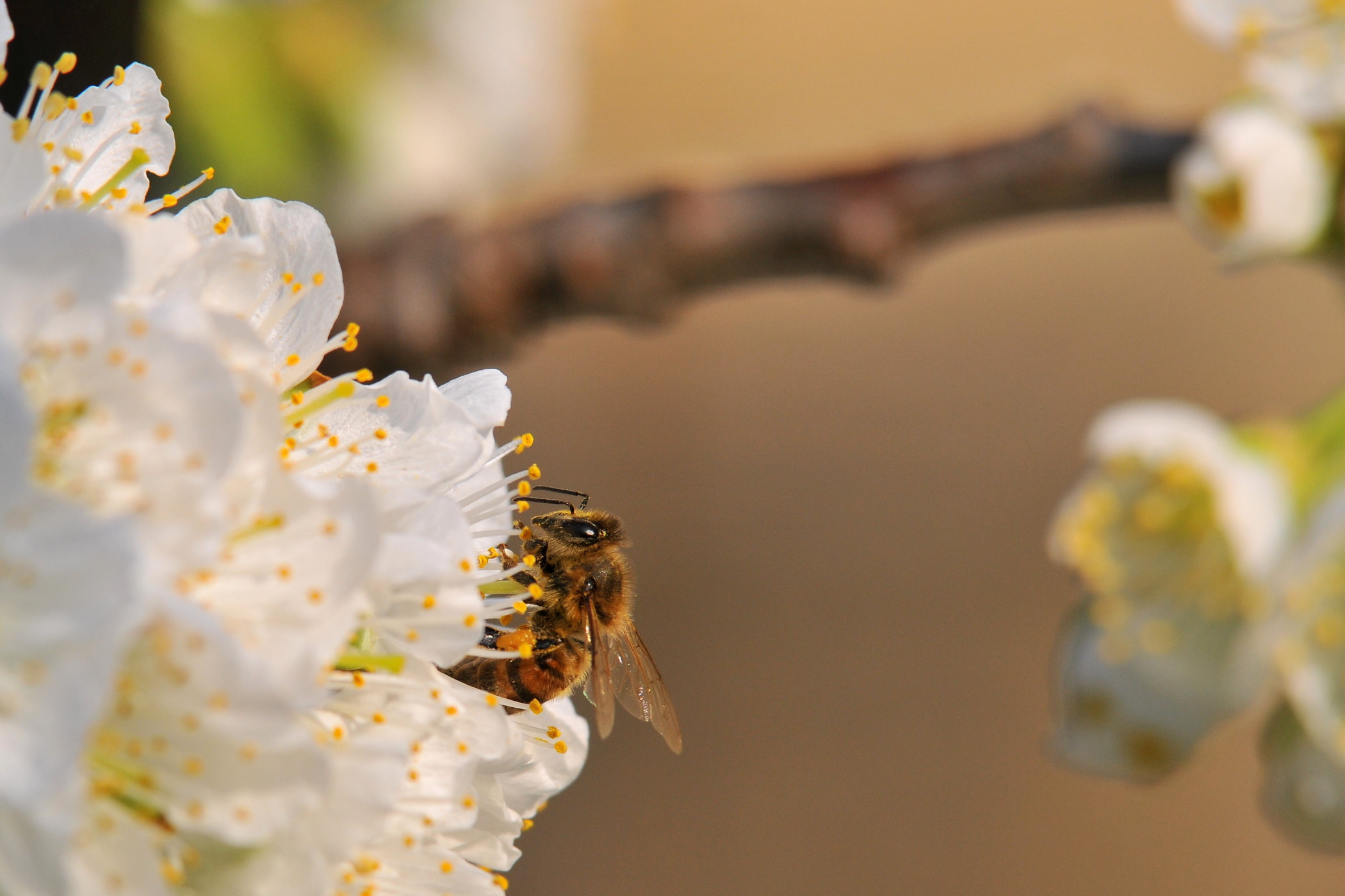 e' iniziato il raccolto.....
