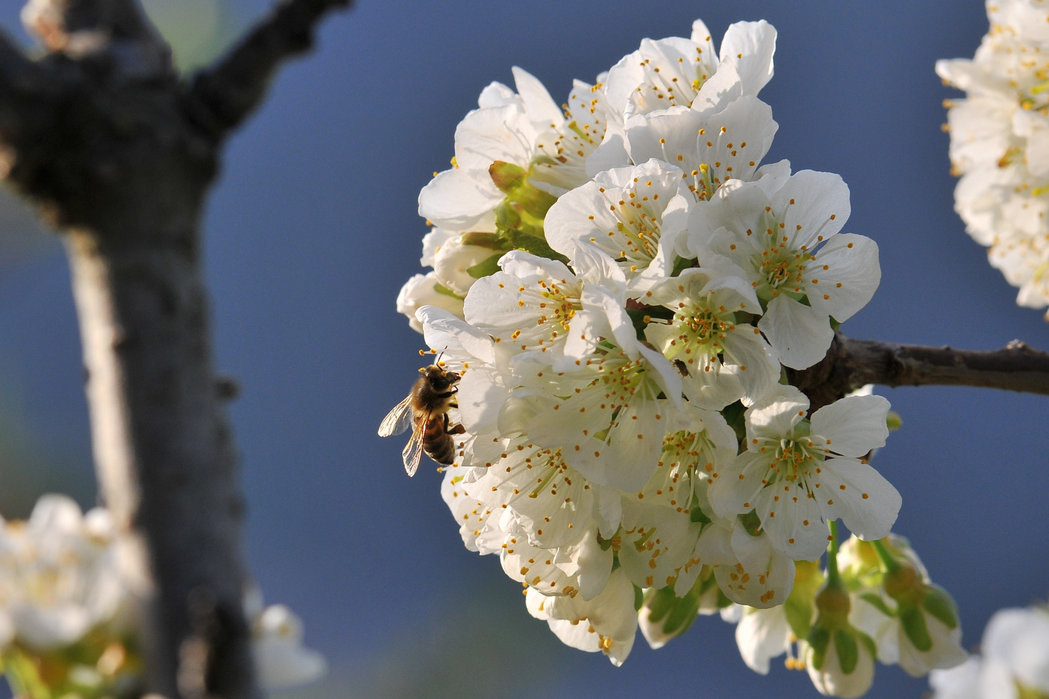 Fiori di ciliegio...con visitatore.