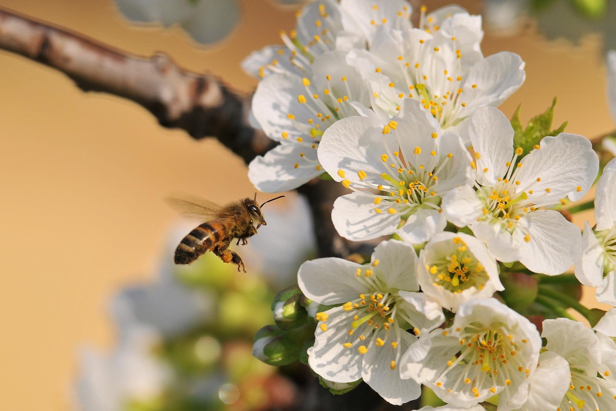 Atterraggio per il dolce rifornimento....