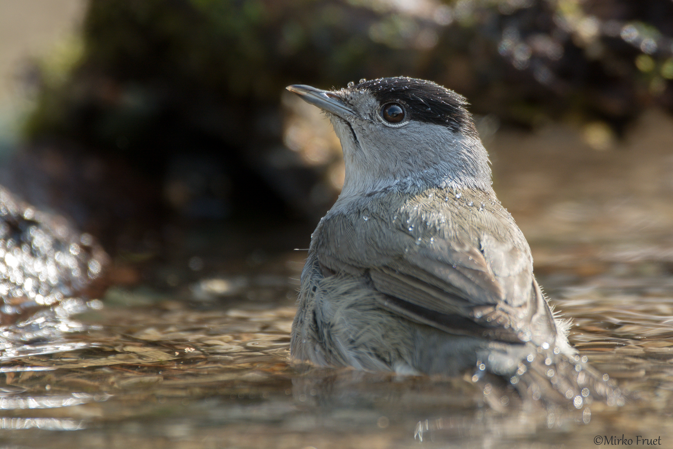 La rinfrescatina della capinera