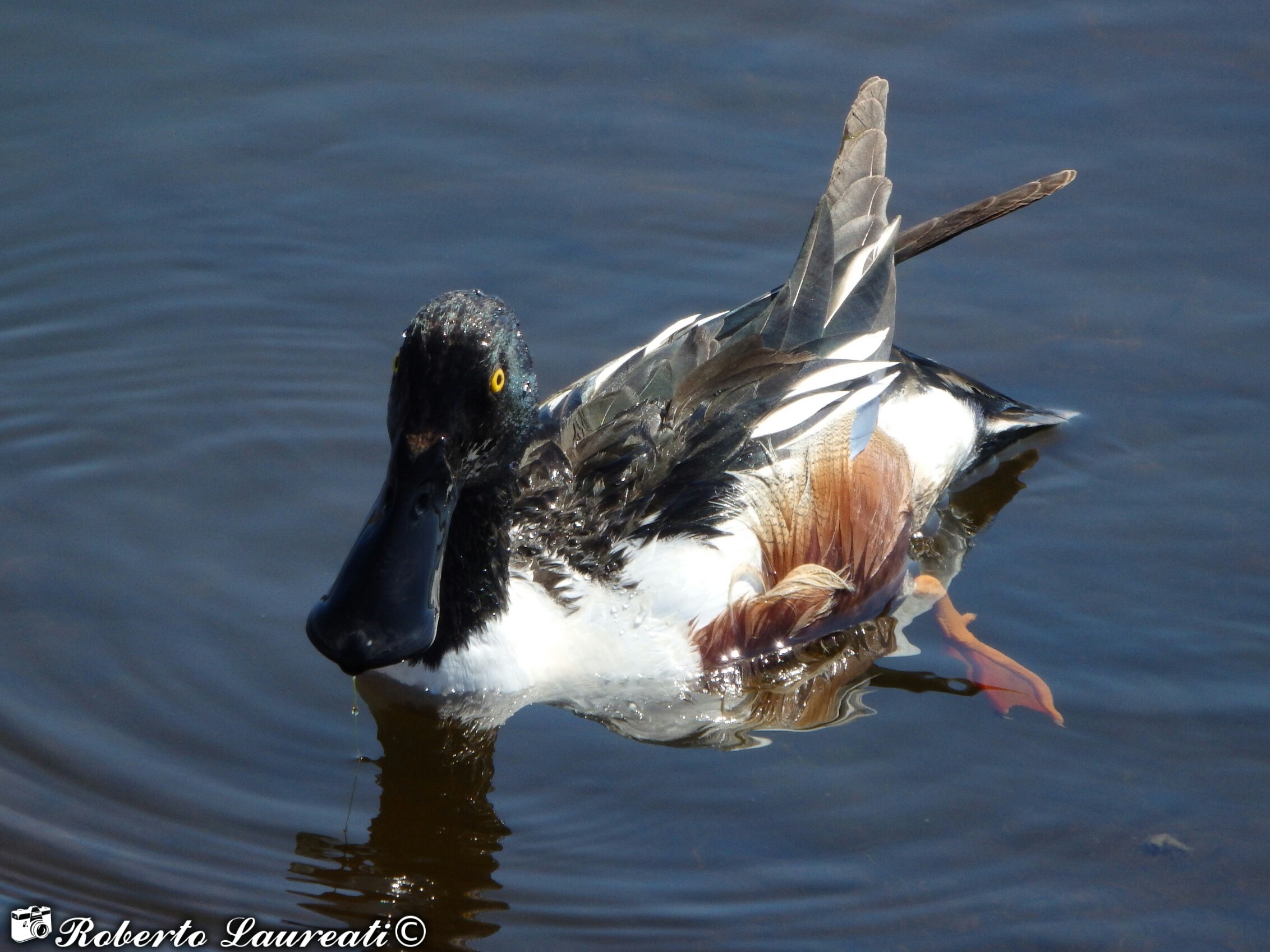 male shoveler (Anas clypeata)