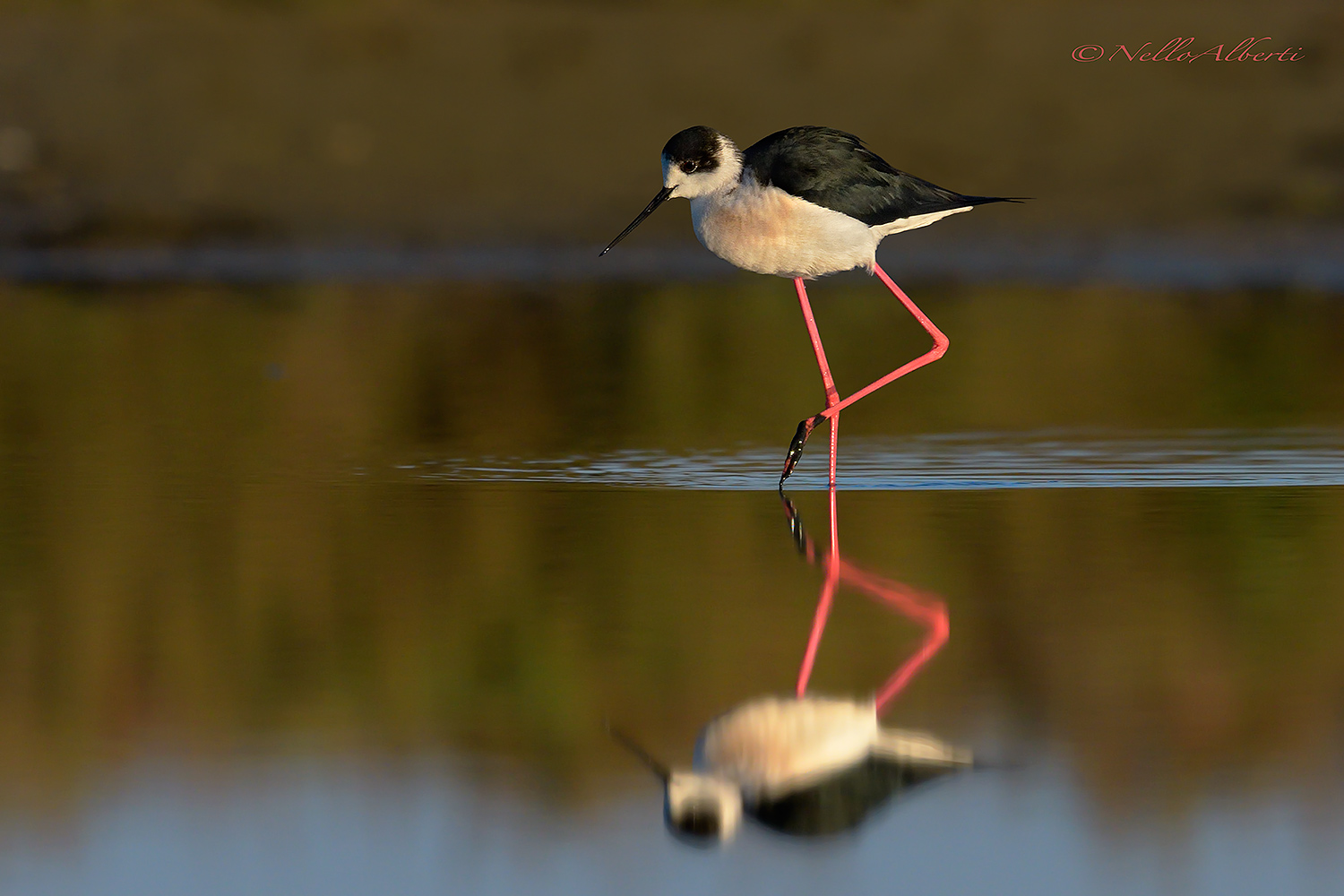 cavaliere d'Italia  all'alba