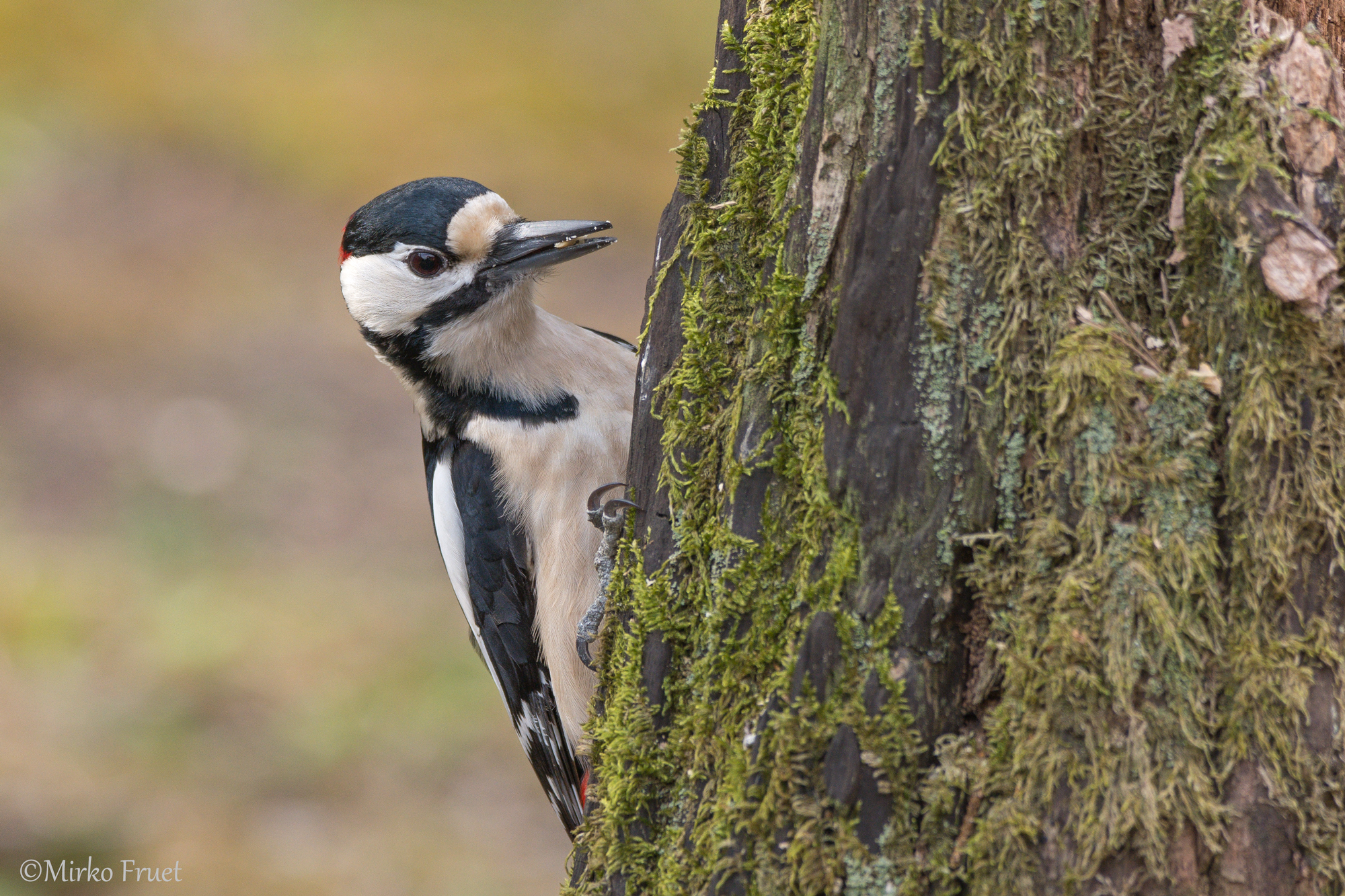 Picchio rosso maggiore maschio