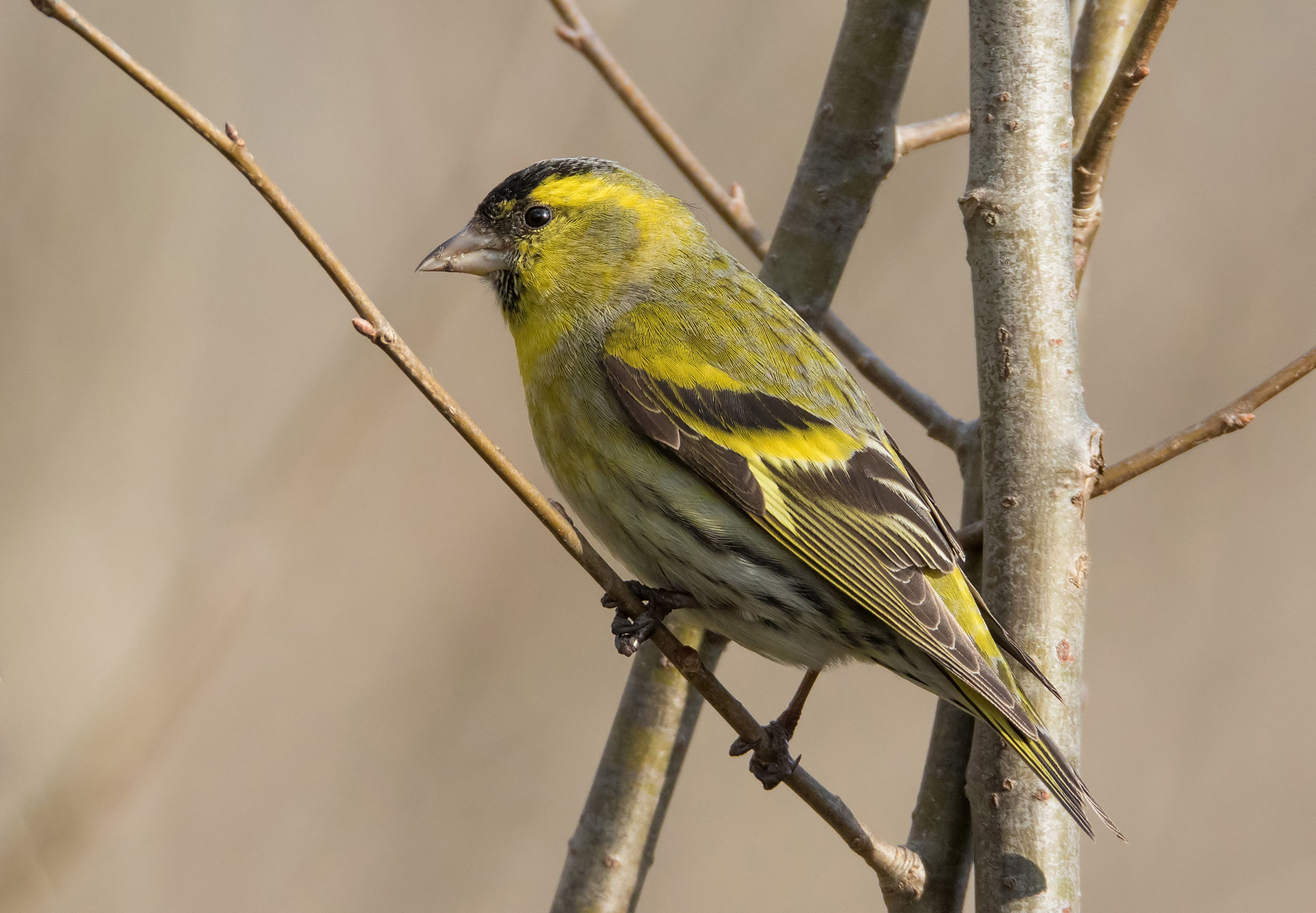 Siskin