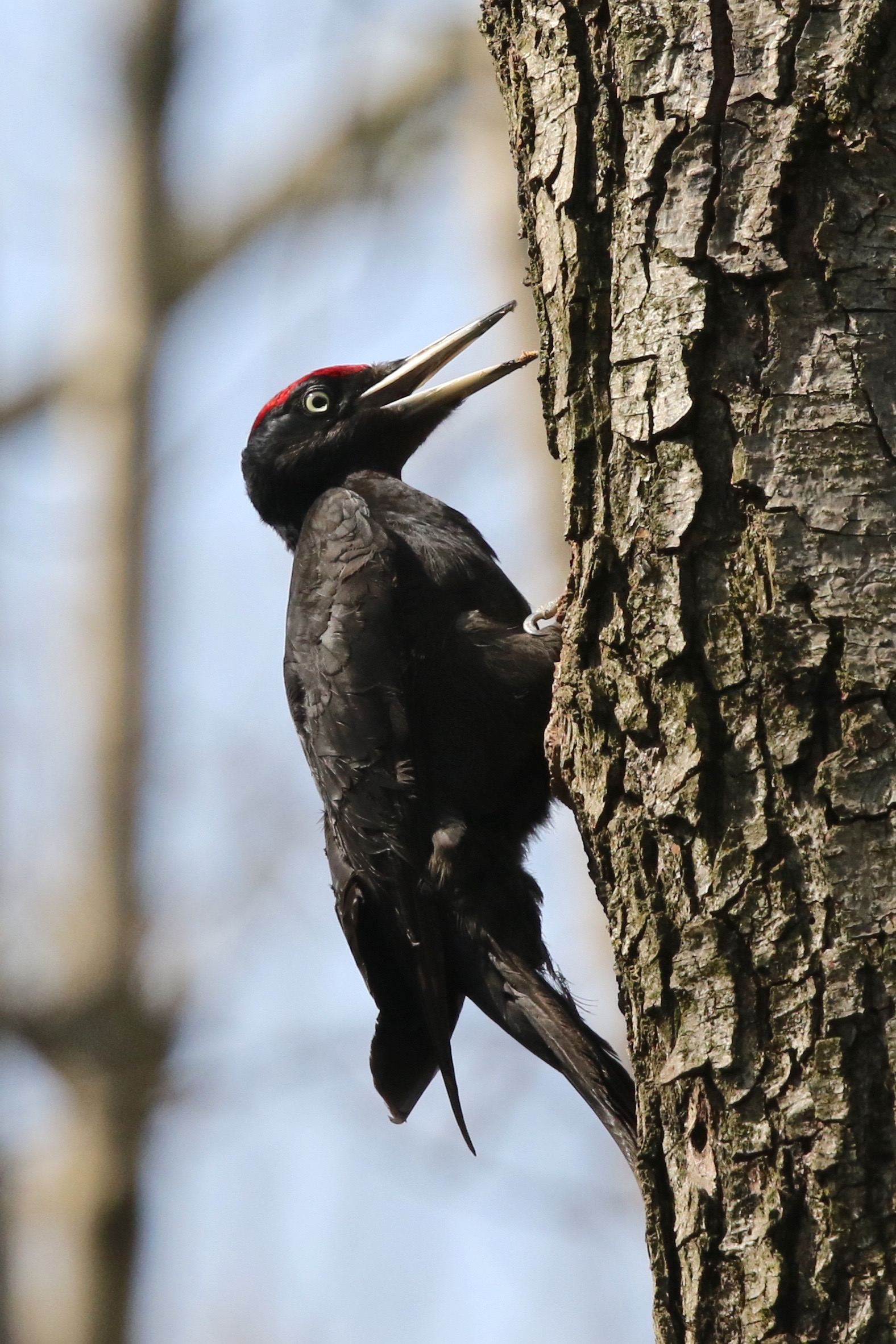 black woodpecker