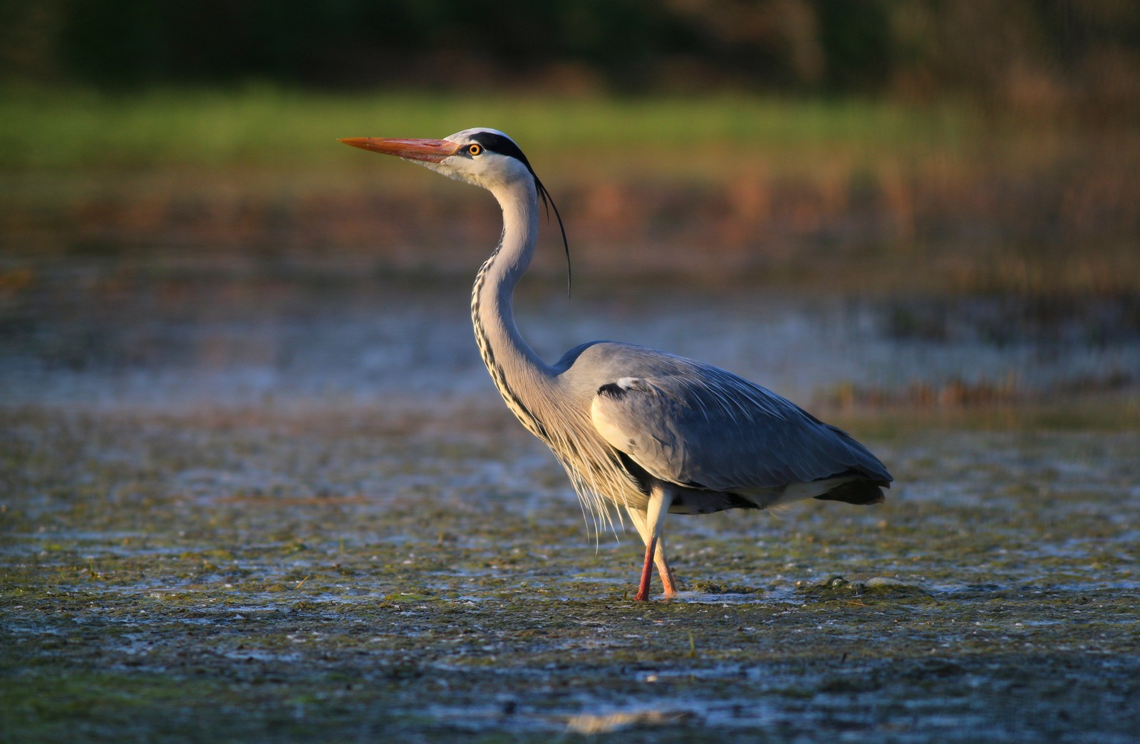 Cinerino in wedding dress