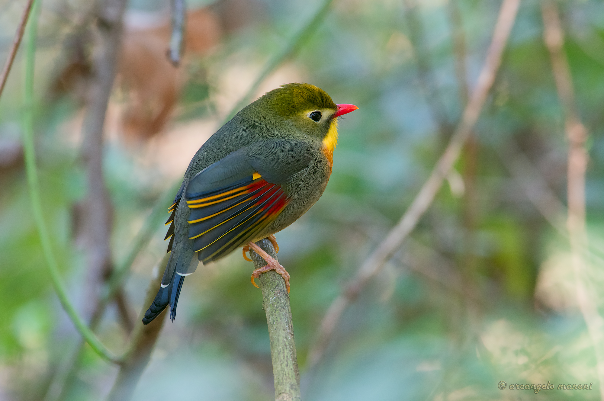 My friend Nightingale