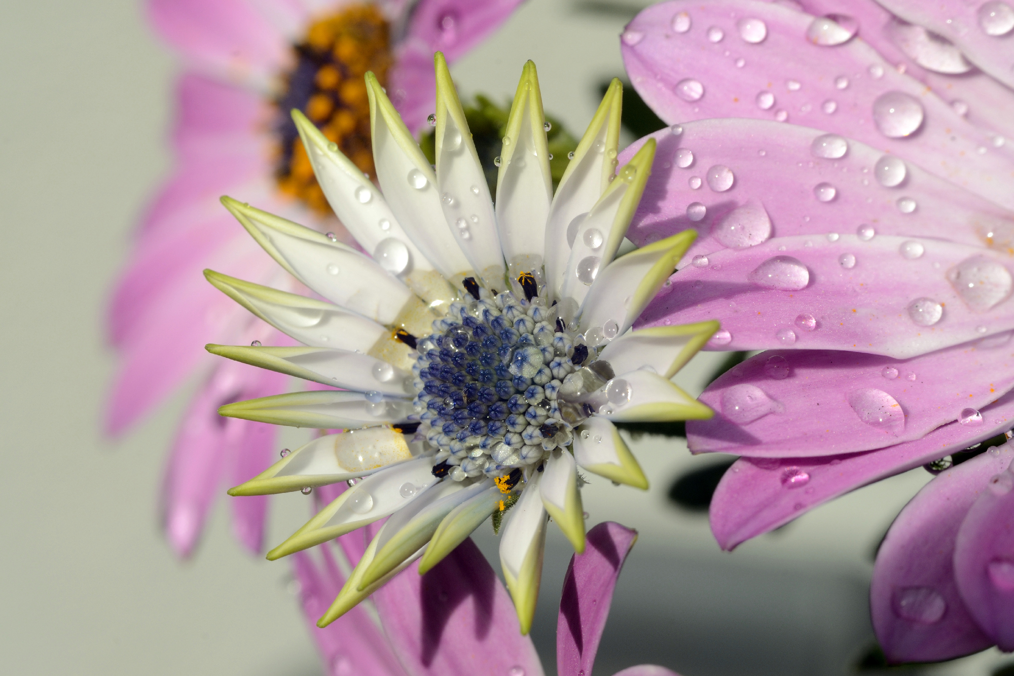 Test macro in the garden