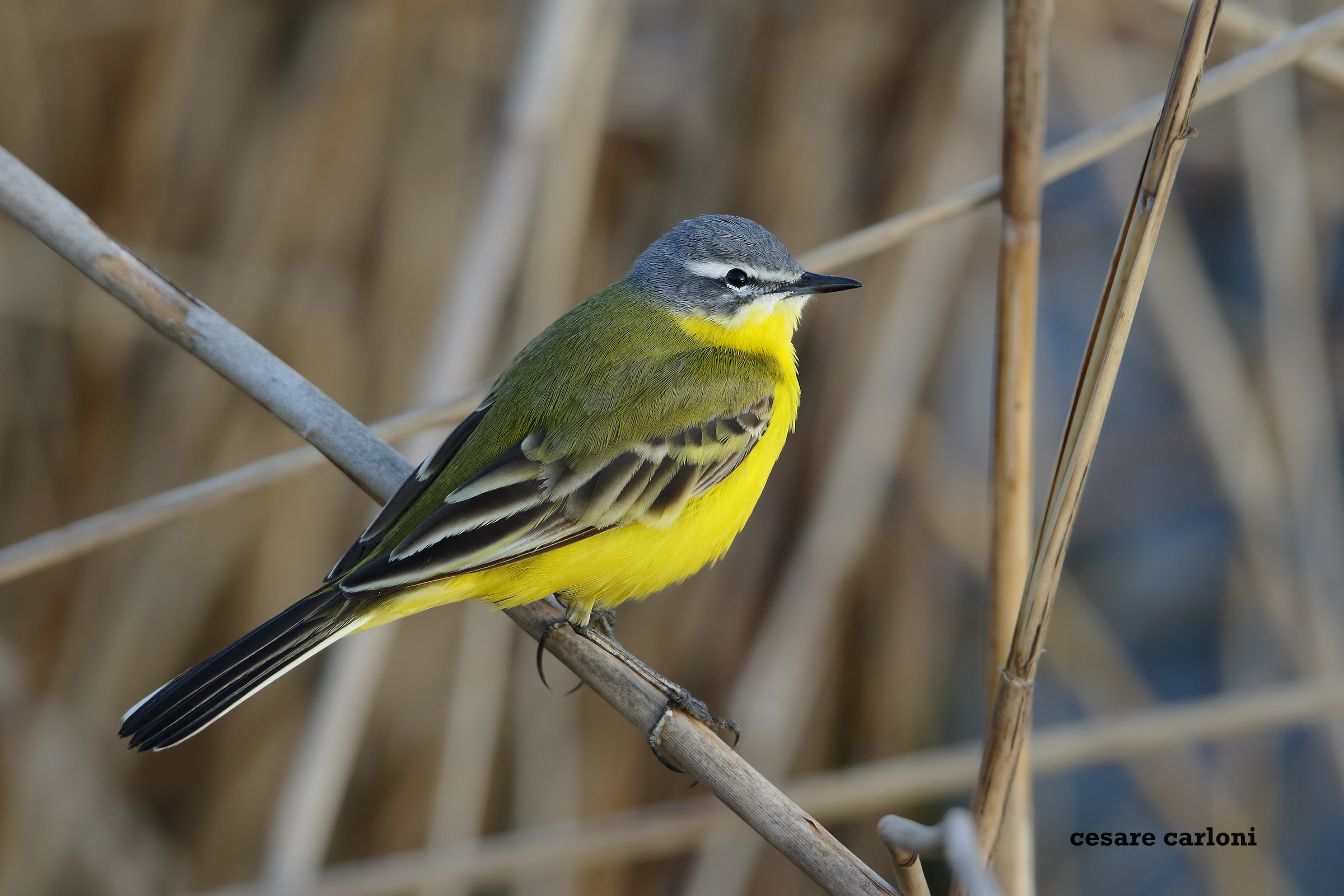 Cutrettola (Motacilla flava)