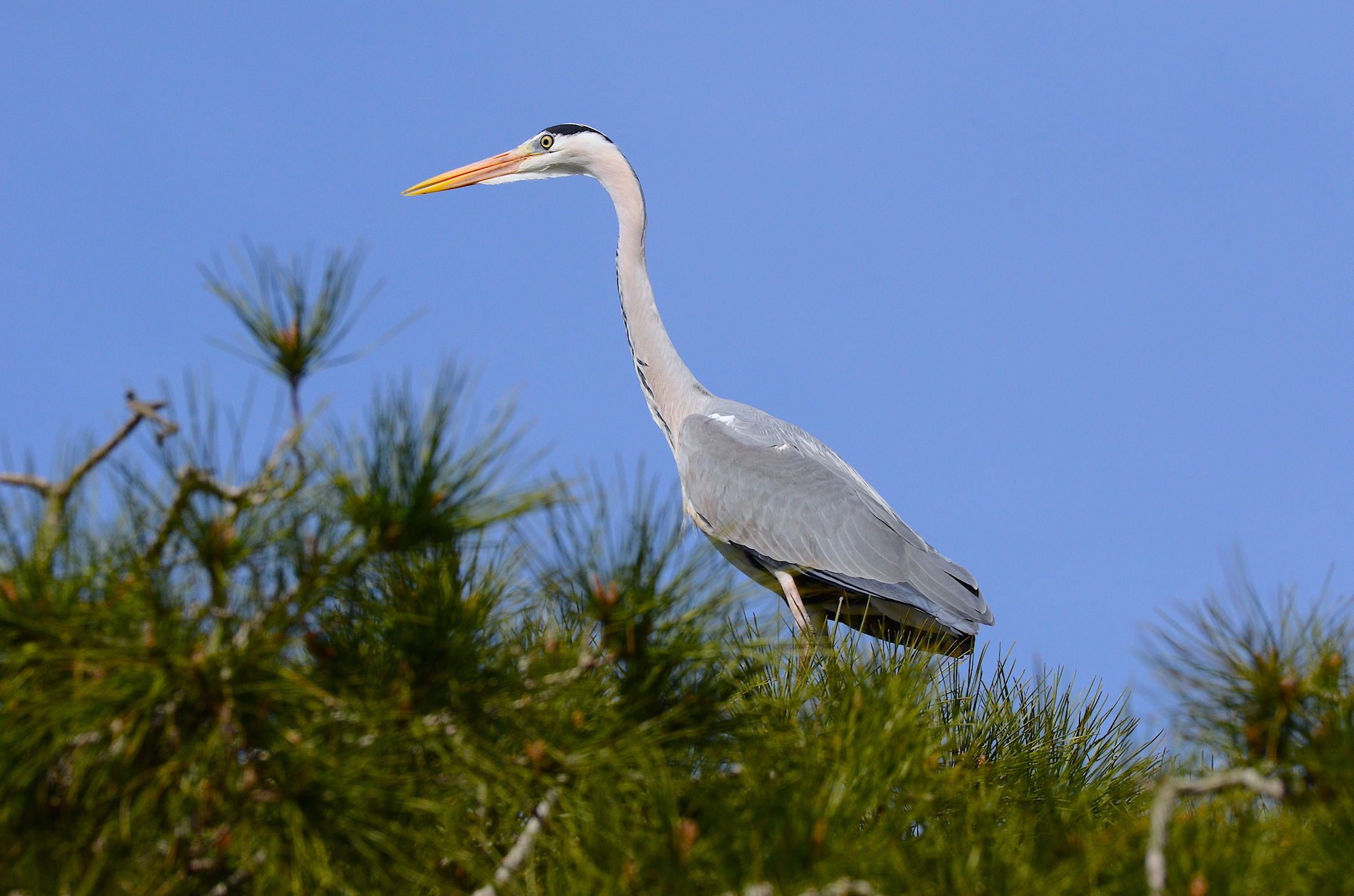 Airone Cenerino ... su albero ...